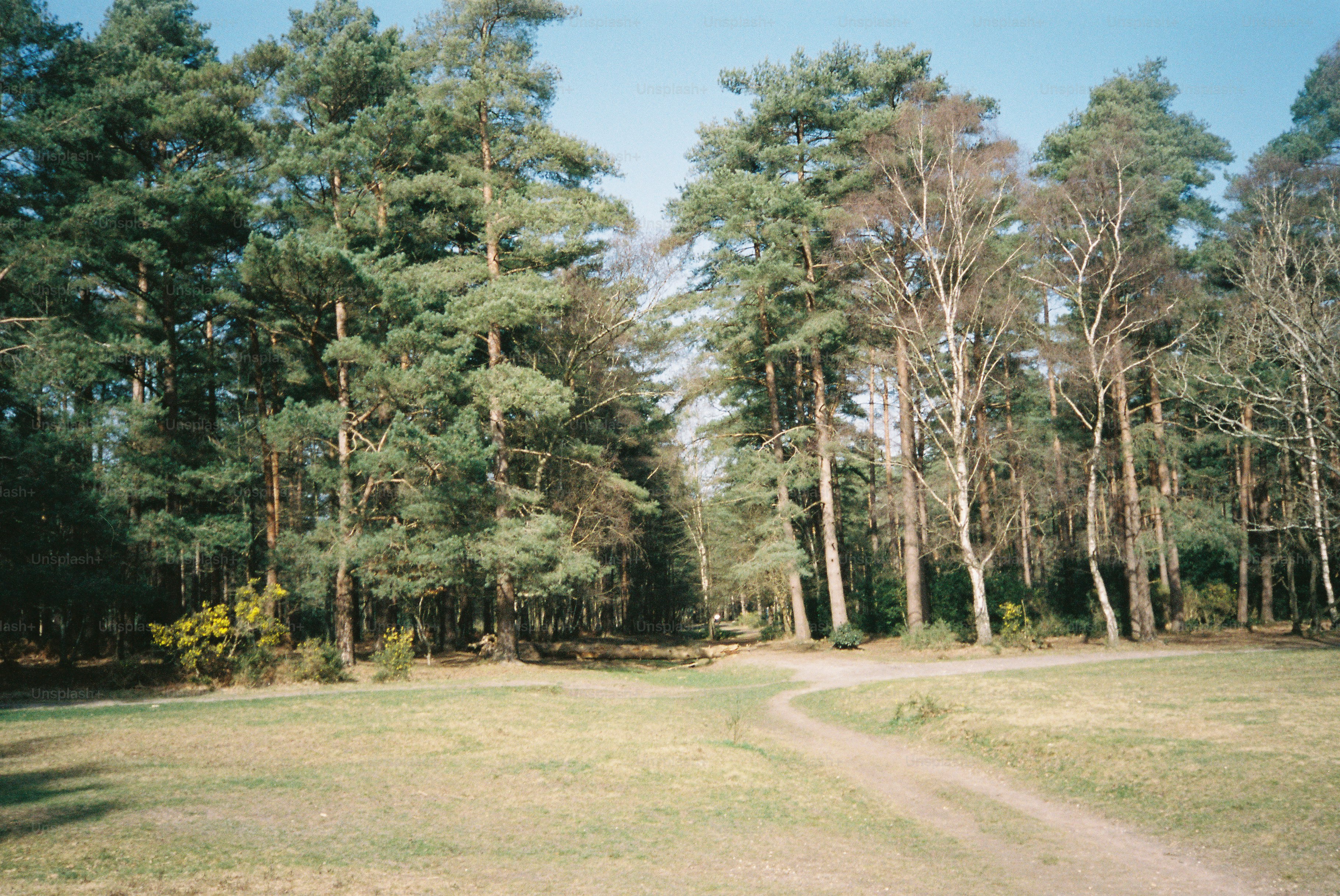 Un sentiero di terra si snoda attraverso una foresta di pini illuminata dal sole.