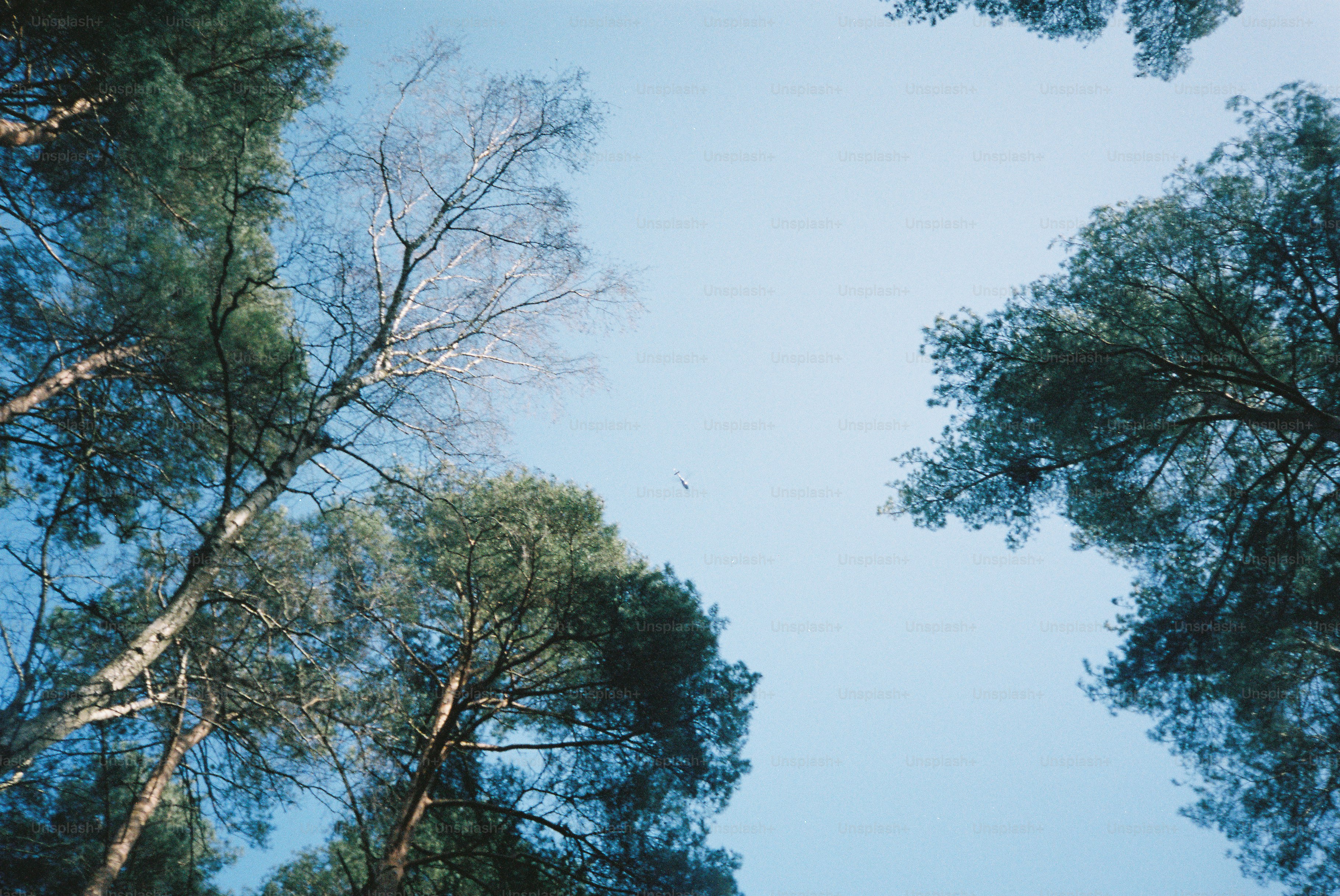 Guardando gli alberi alti contro un cielo azzurro limpido
