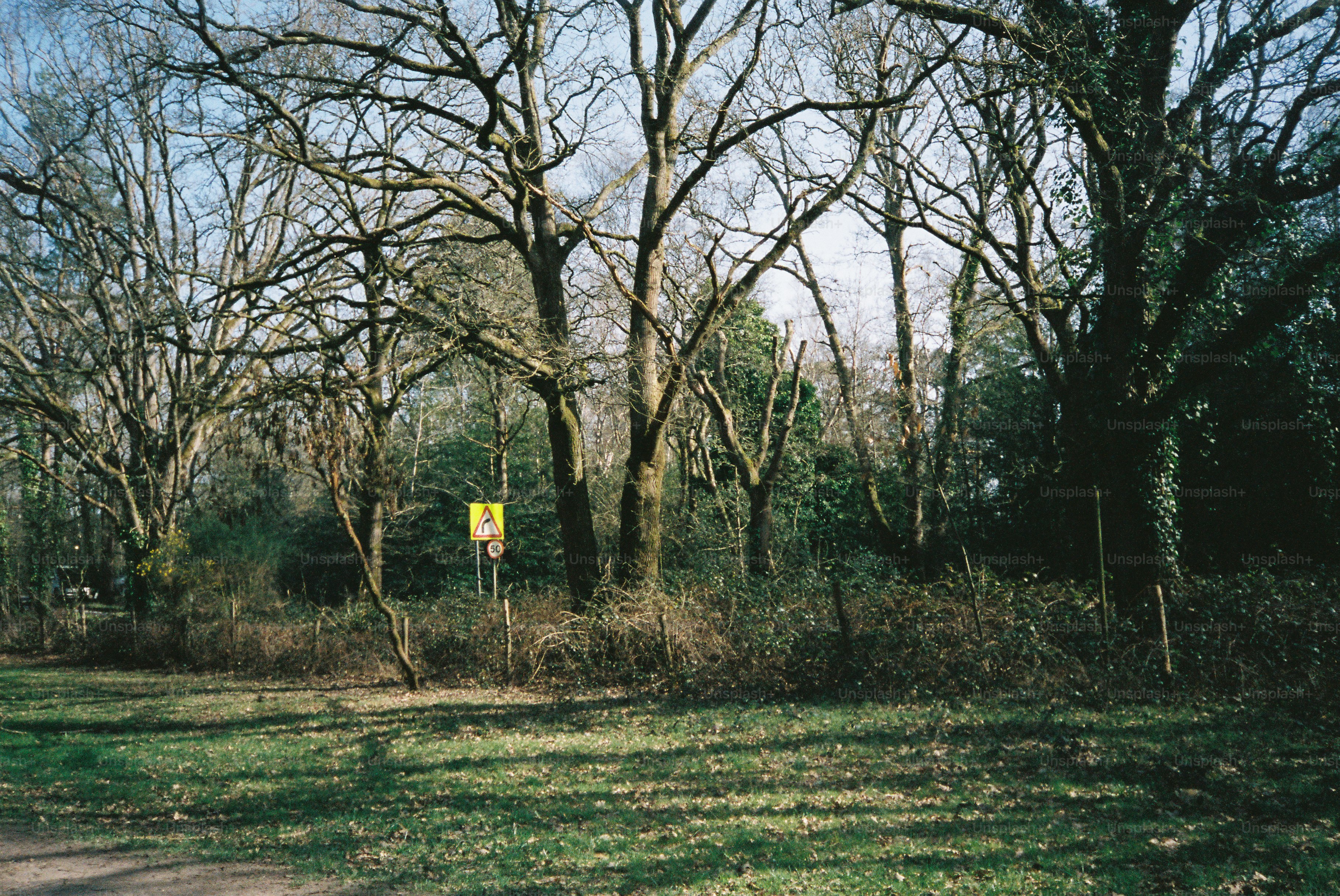 Alberi e cespugli spogli in una zona boschiva.