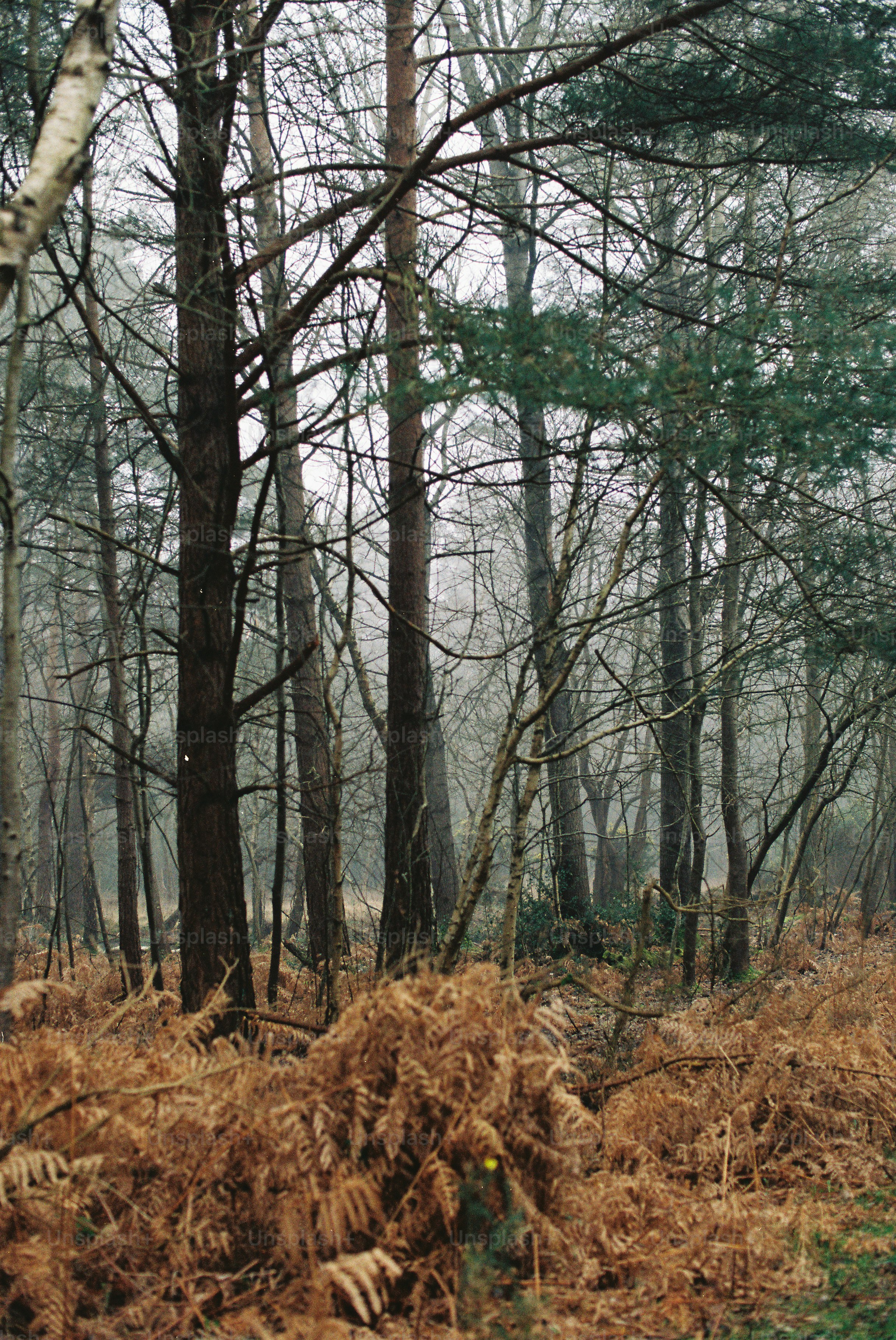Alberi alti in una foresta nebbiosa con felci secche.