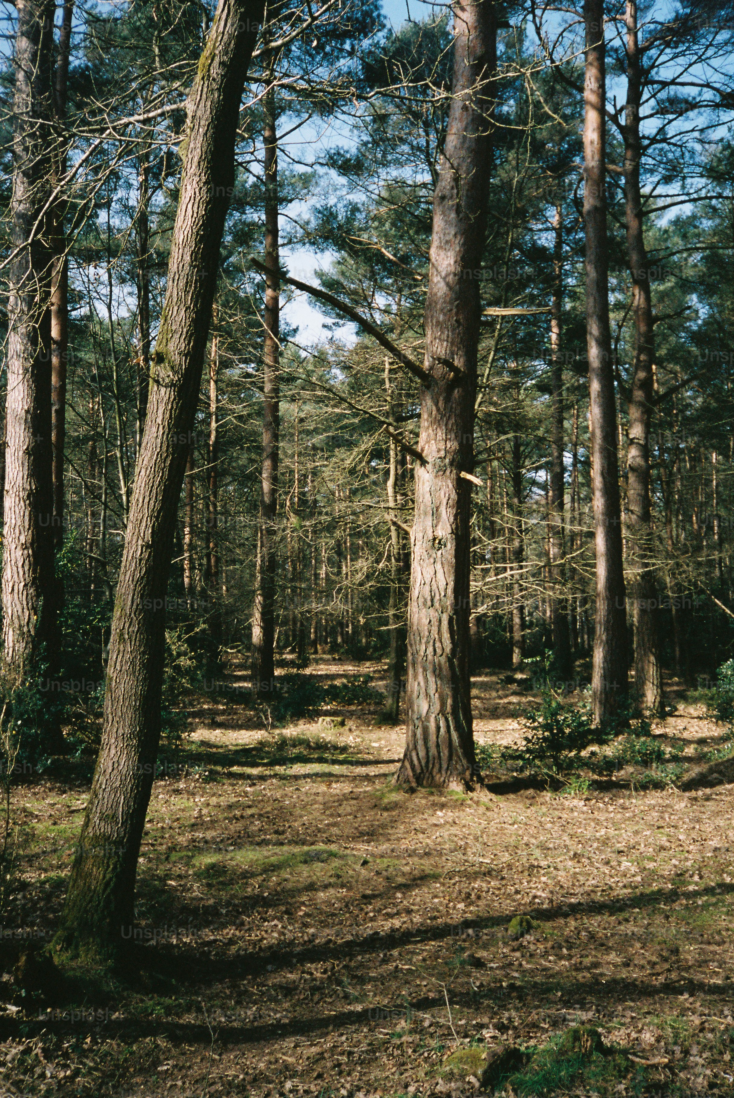 Alberi alti in una radura illuminata dal sole