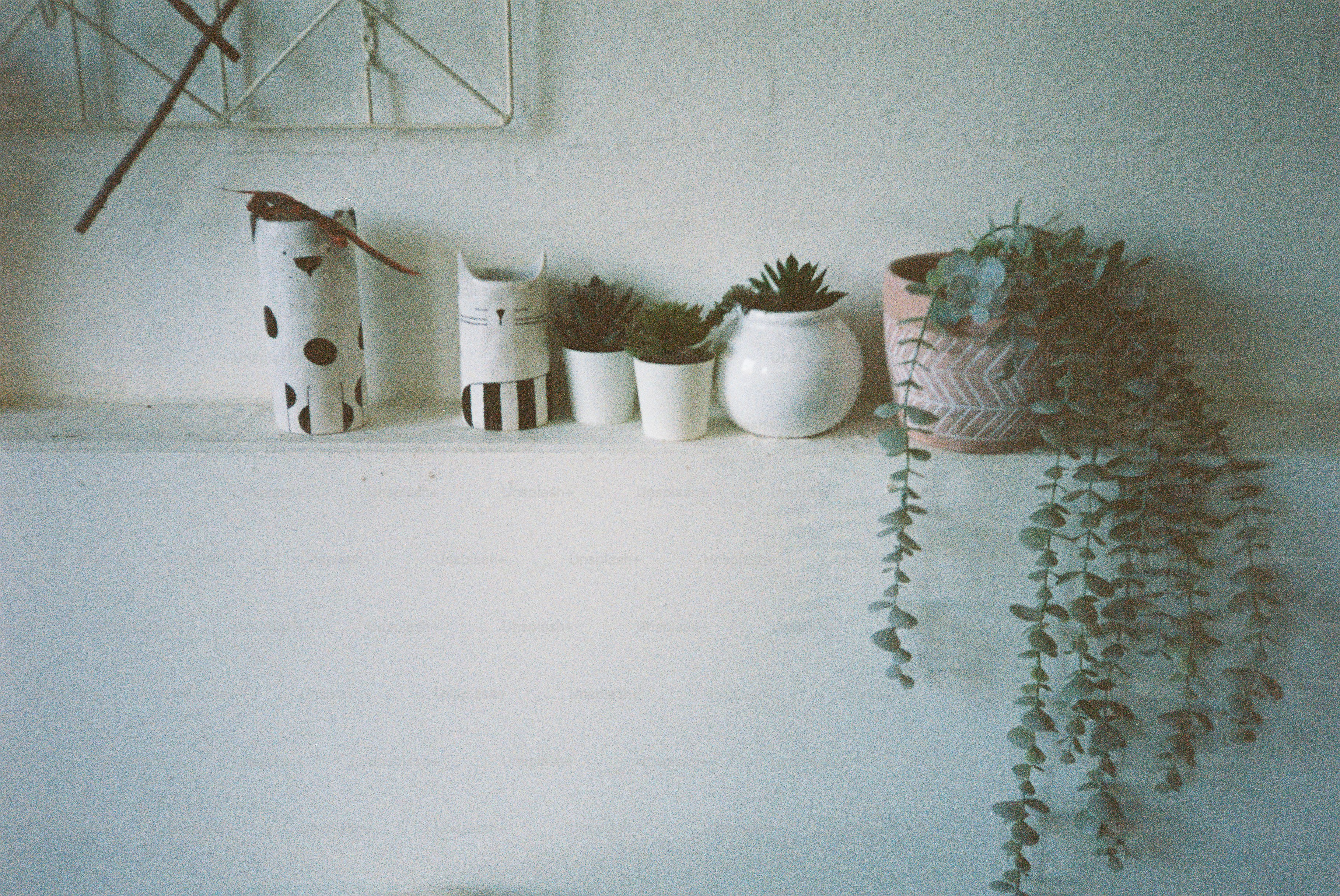 Varie piante in vaso e oggetti decorativi su uno scaffale.