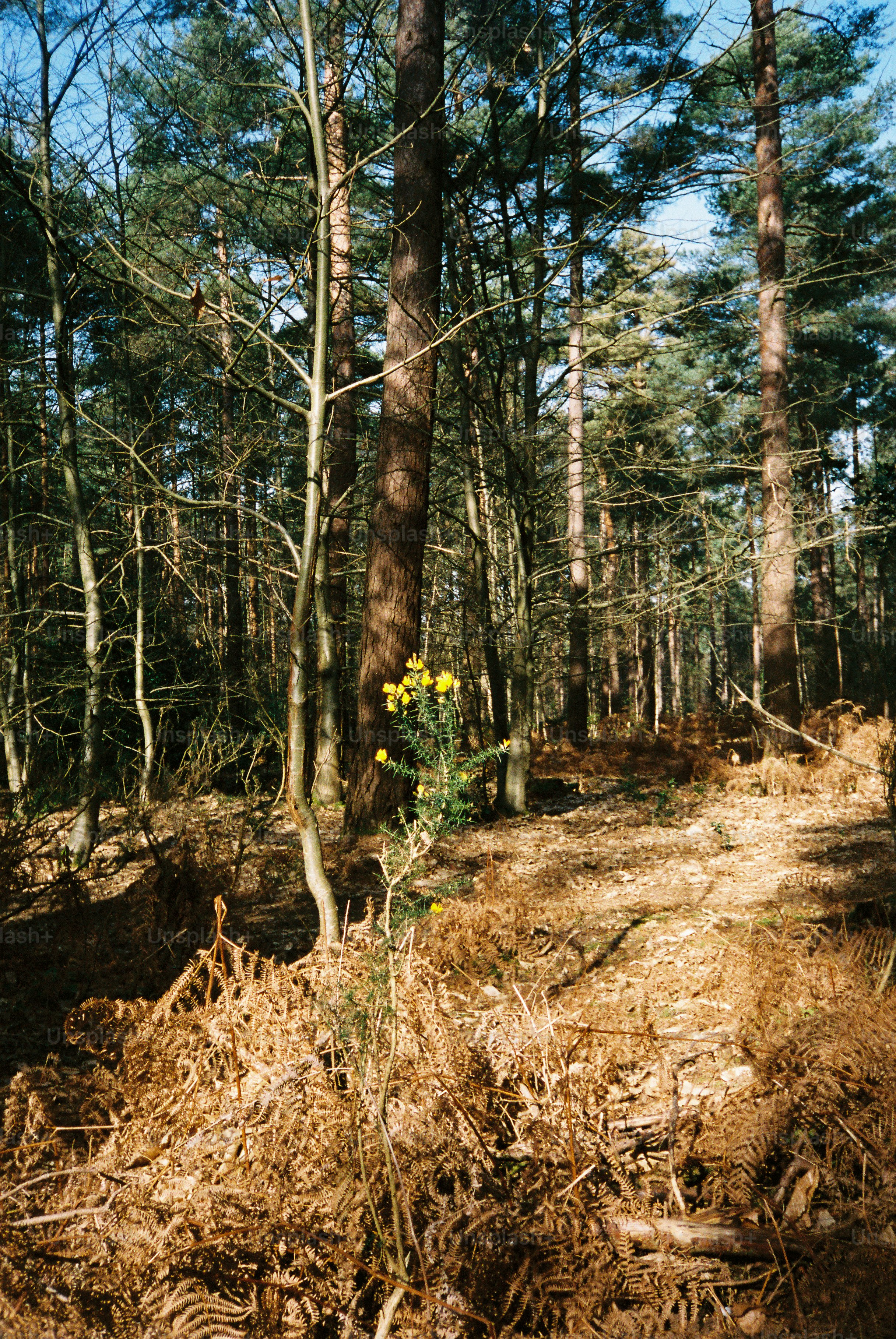 Un sentiero illuminato dal sole attraverso una pineta con felci.