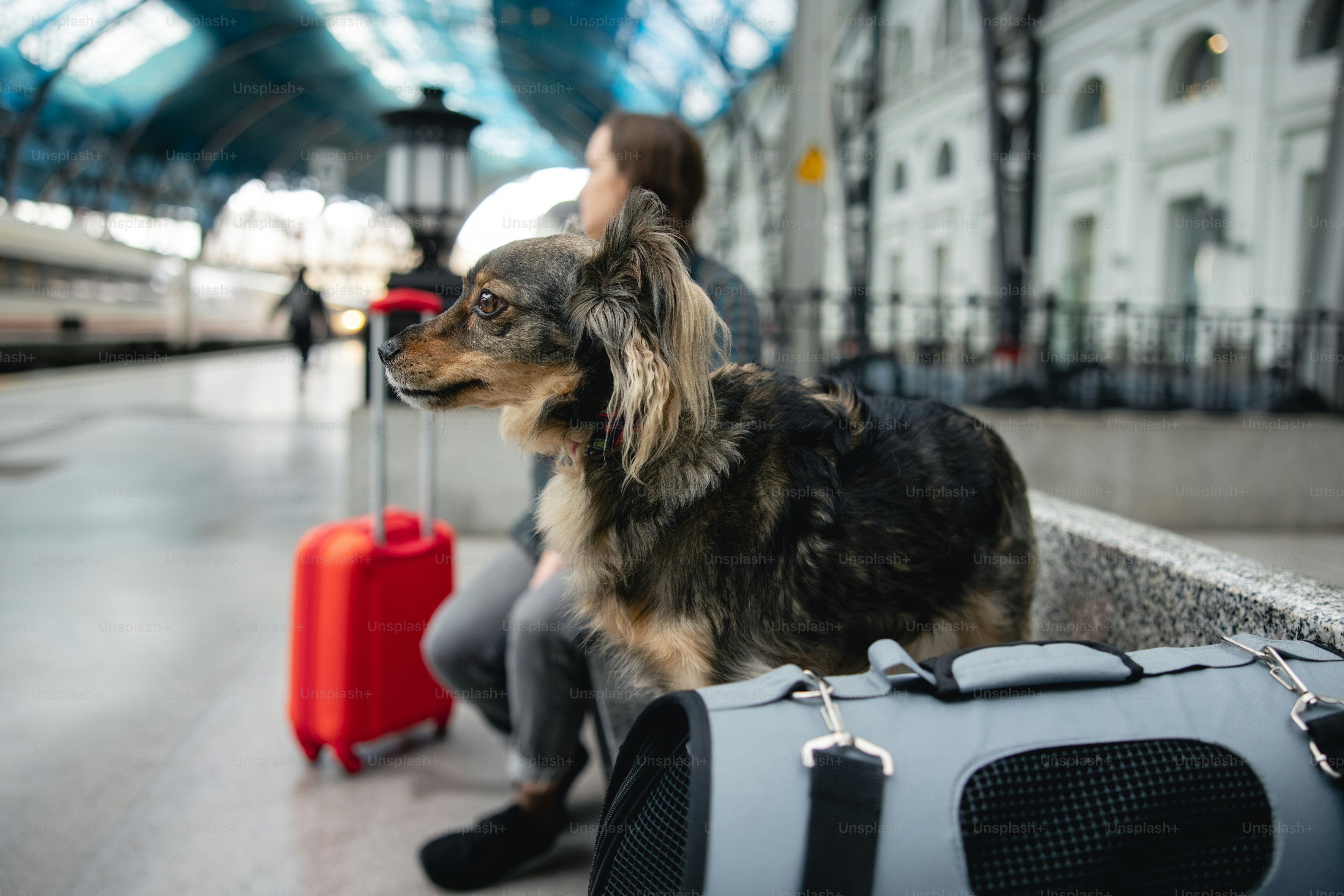 Traveler carrying airline approved pet carriers through a modern airport terminal with a small dog inside