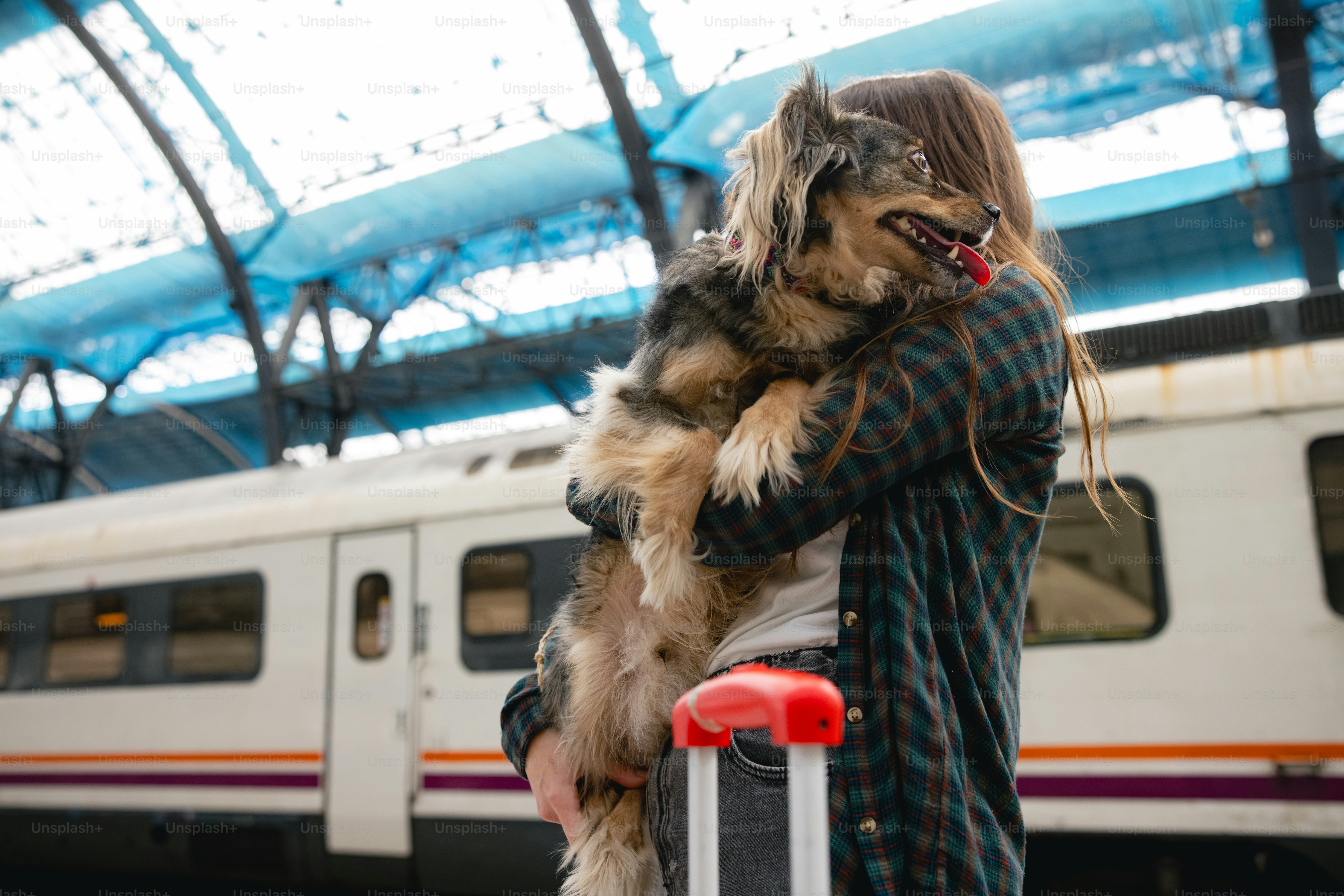 International Pet Travel Regulations Every Owner Should Know