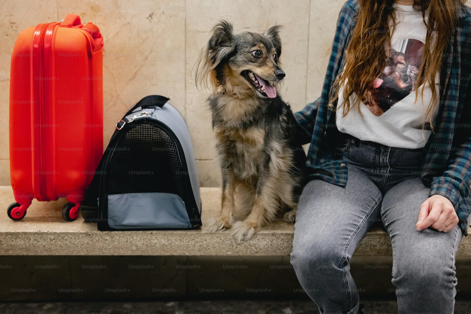 Como levar seu cachorro para os EUA sem complicação