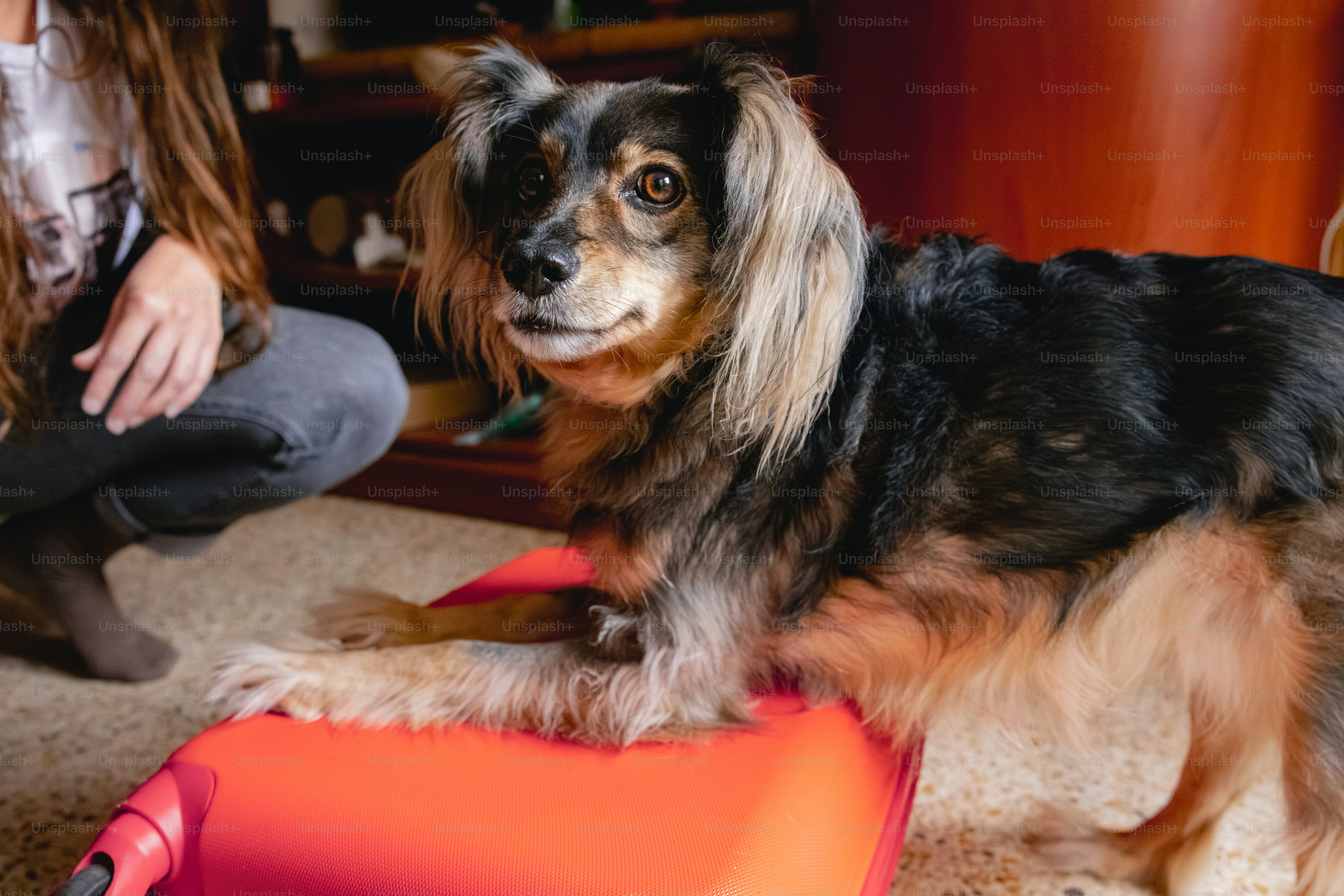 A mixed-breed dog lies on a bright orange surface.