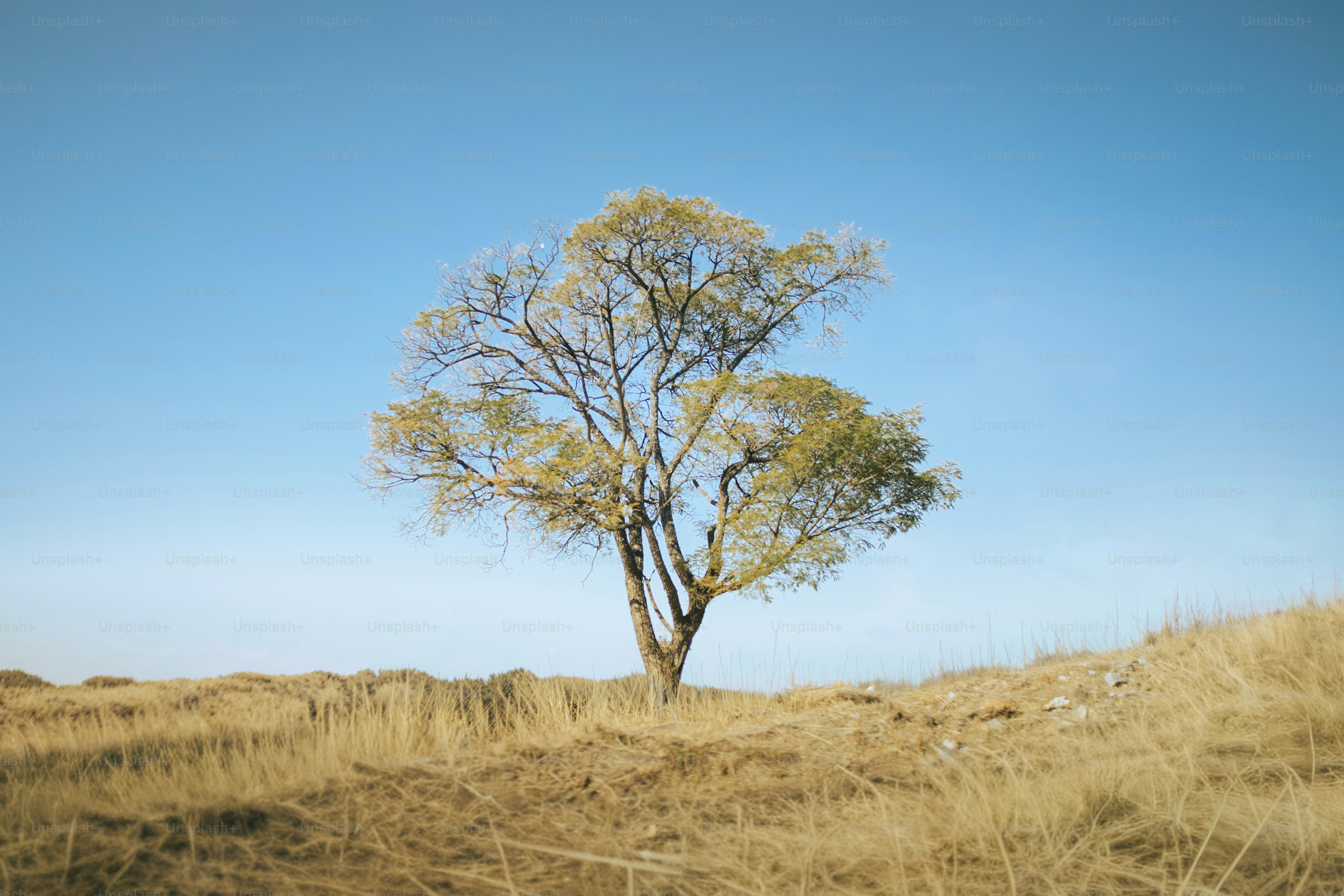 Un albero solitario si erge in un campo erboso e secco.