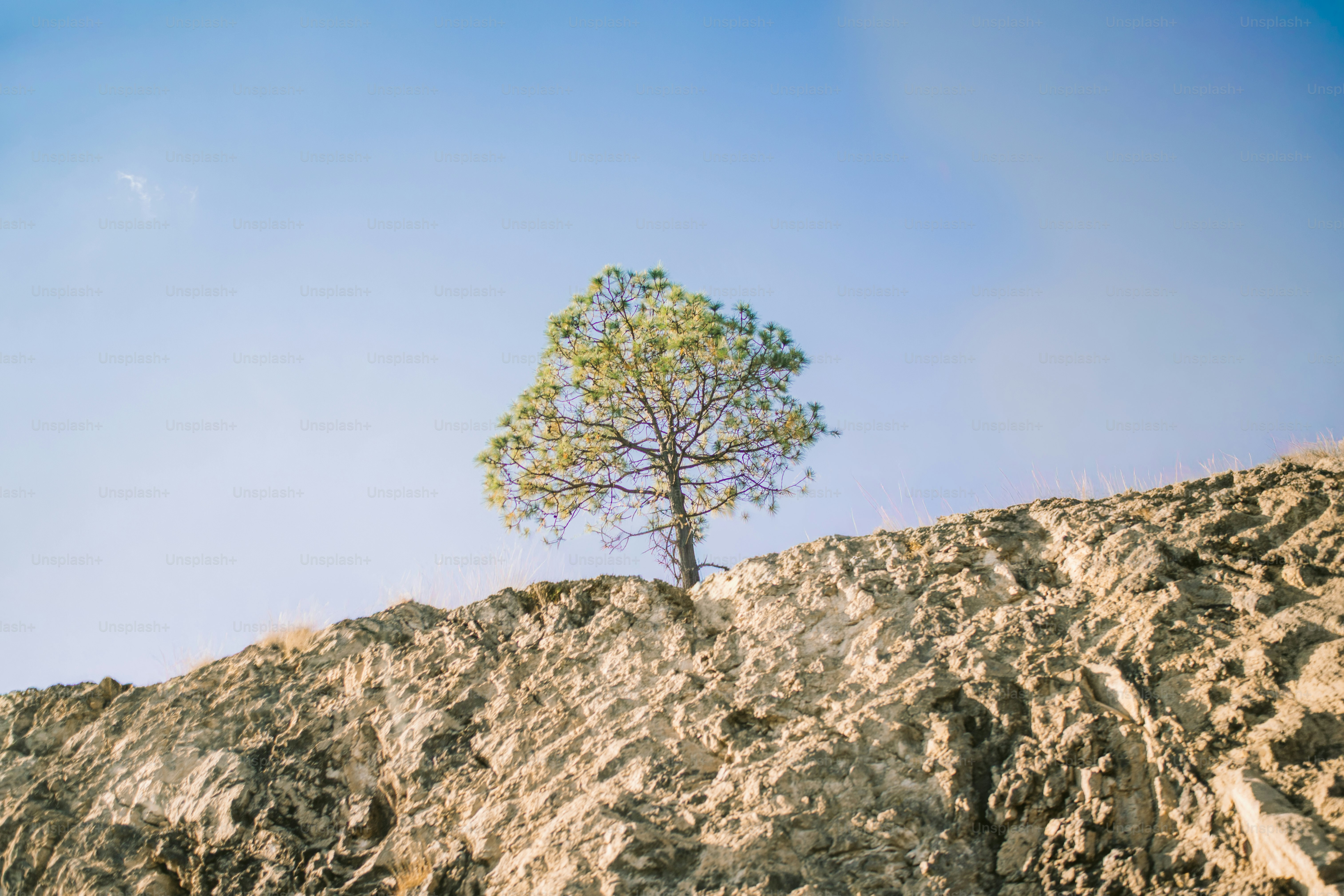 Albero solitario su una collina rocciosa sotto un cielo azzurro