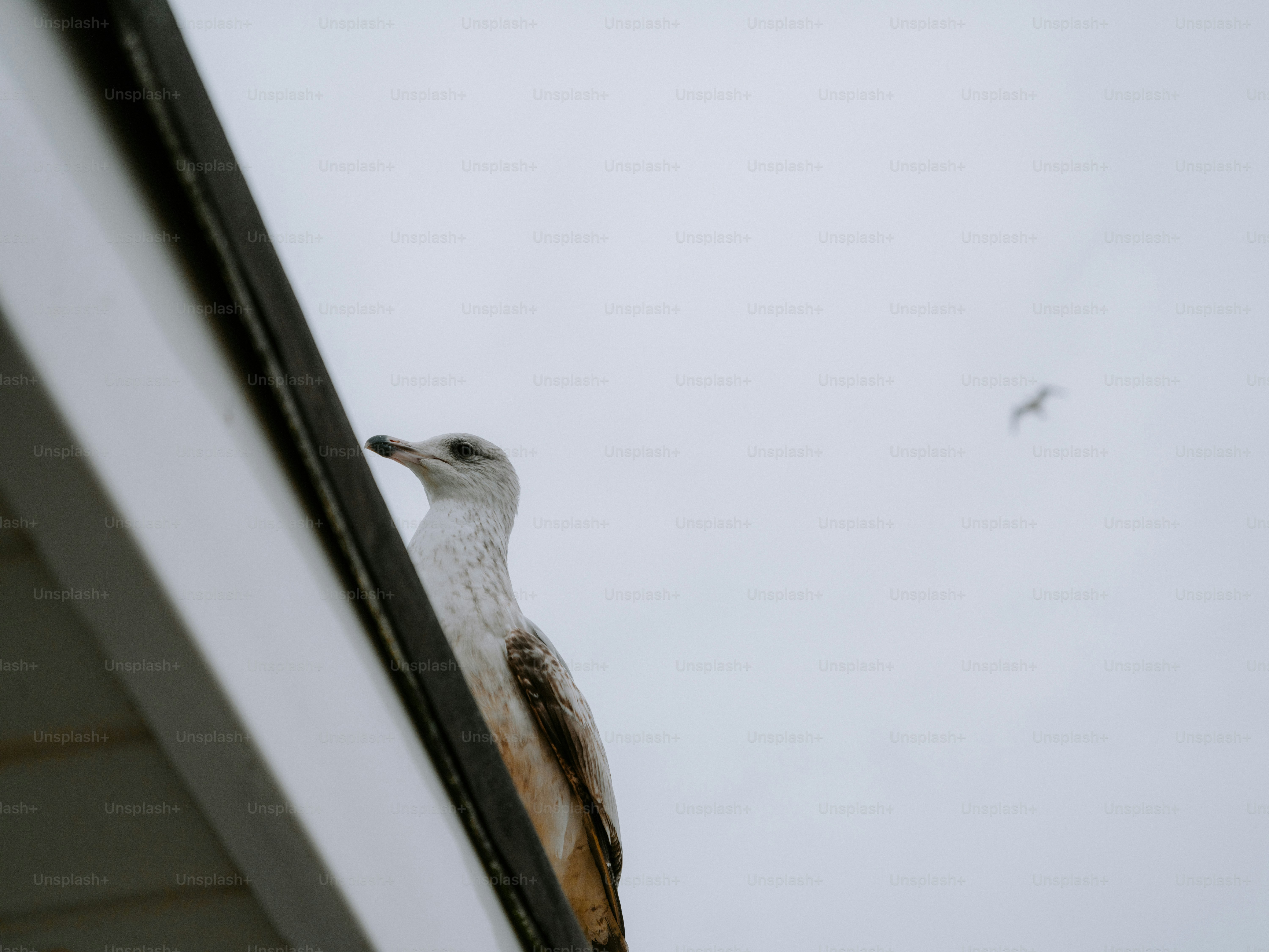 Un gabbiano appollaiato sul bordo di un tetto