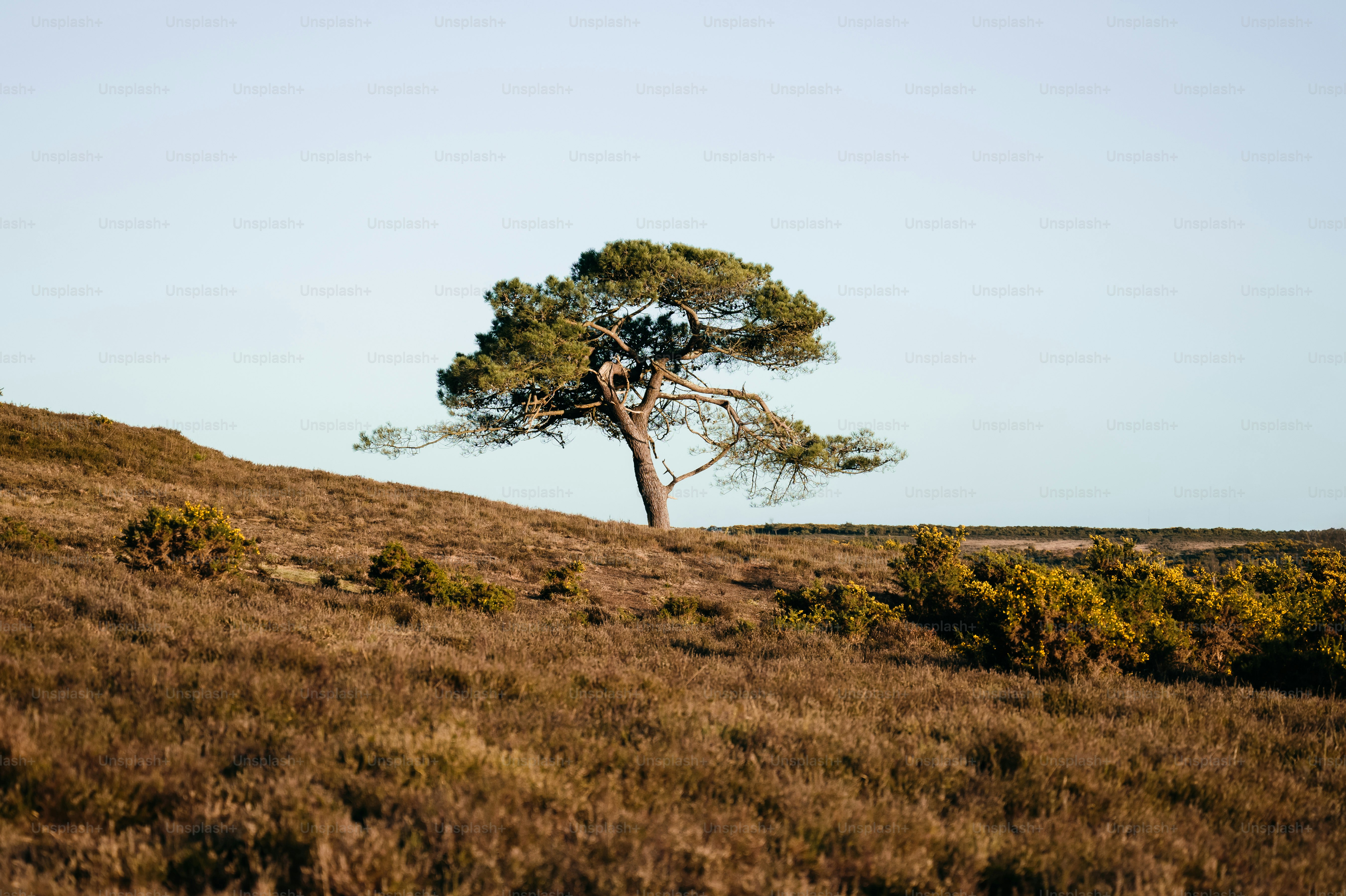 Un arbre solitaire se dresse sur une colline herbeuse.