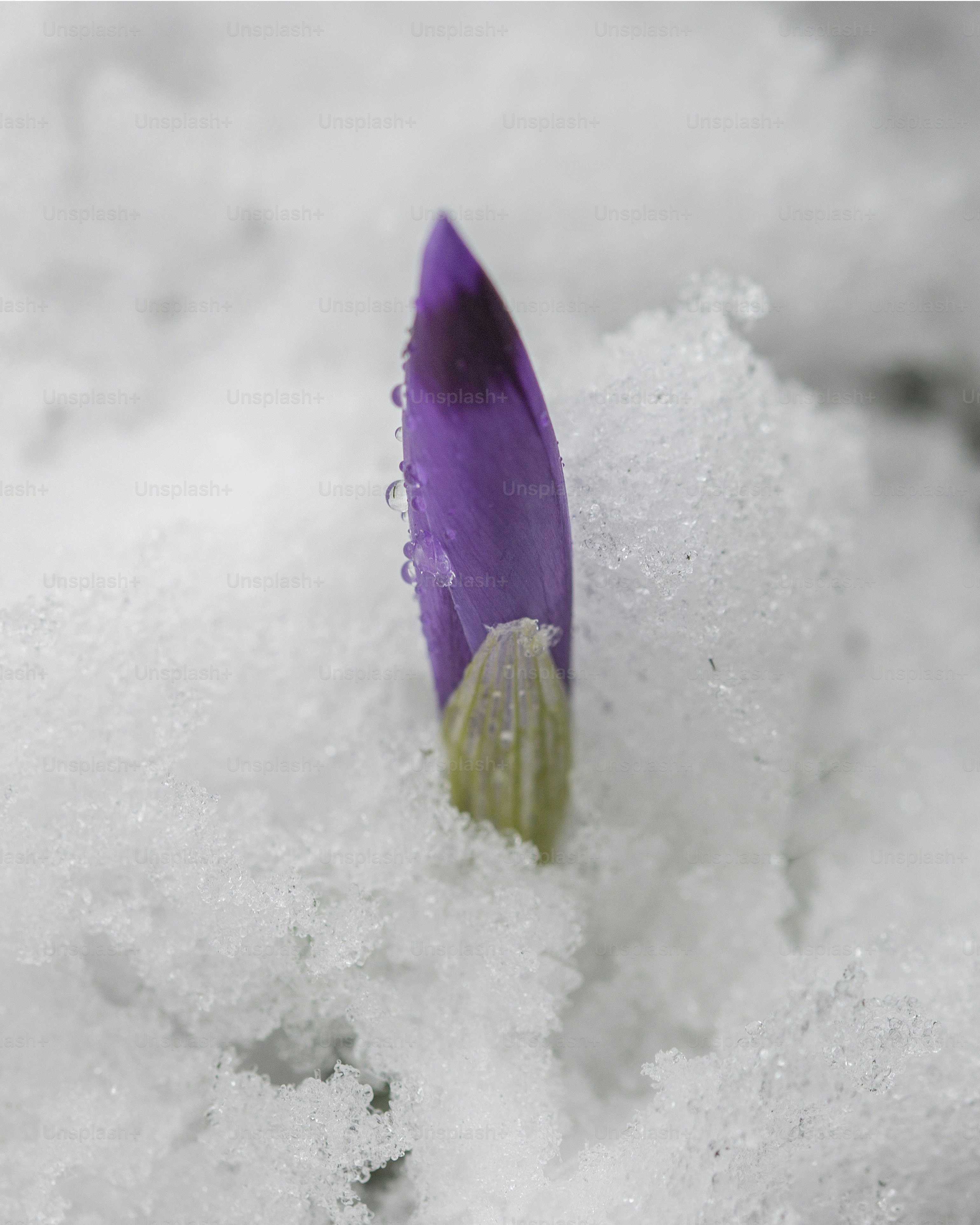 雪の中から咲く紫色のクロッカスの蕾。