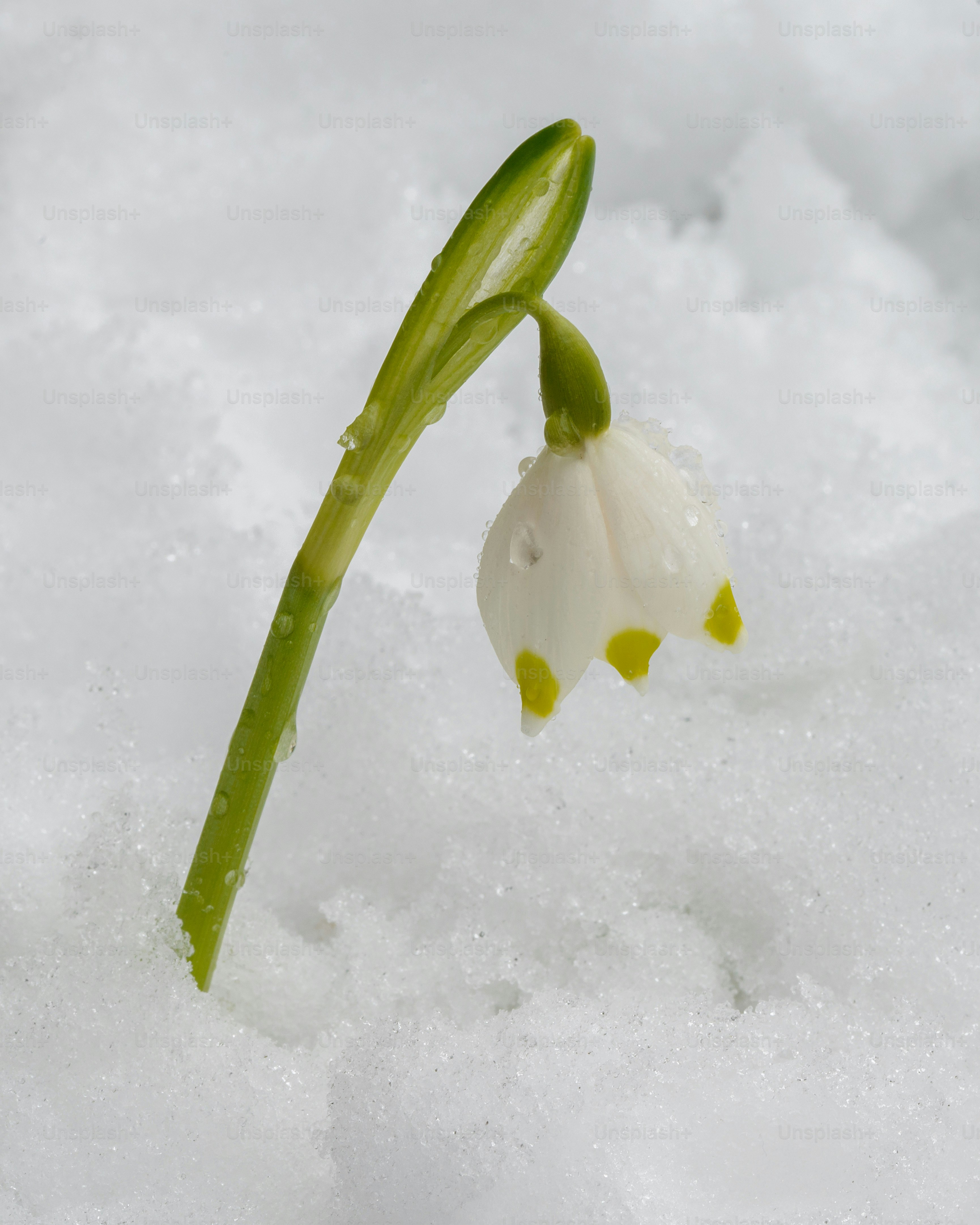 雪の中から一輪の雪の結晶の花が咲く