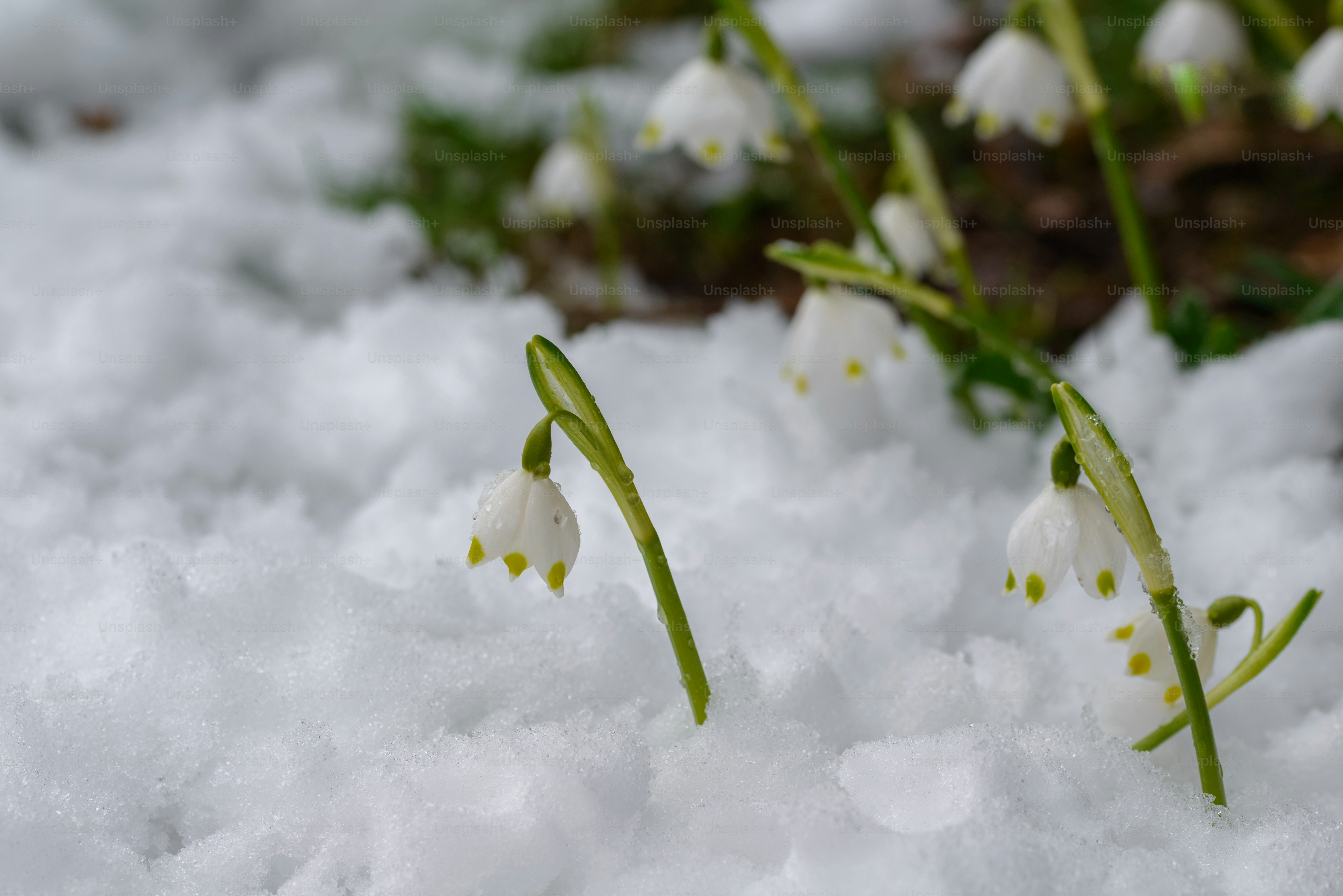 雪の中から白い雪の結晶の花が咲く