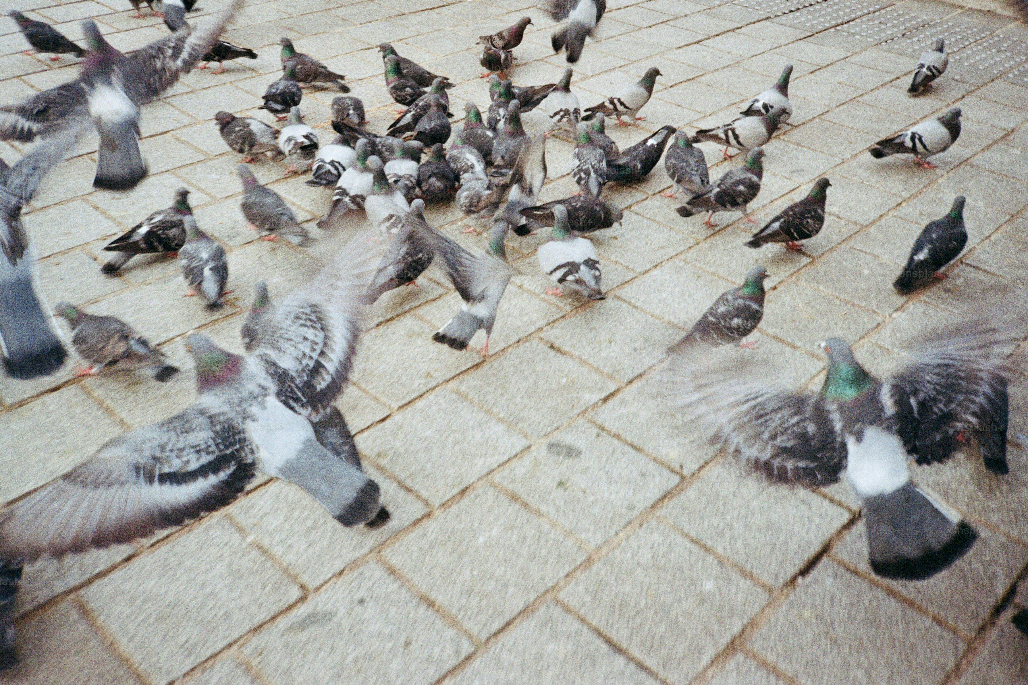 Sekawanan merpati berkumpul di teras batu.