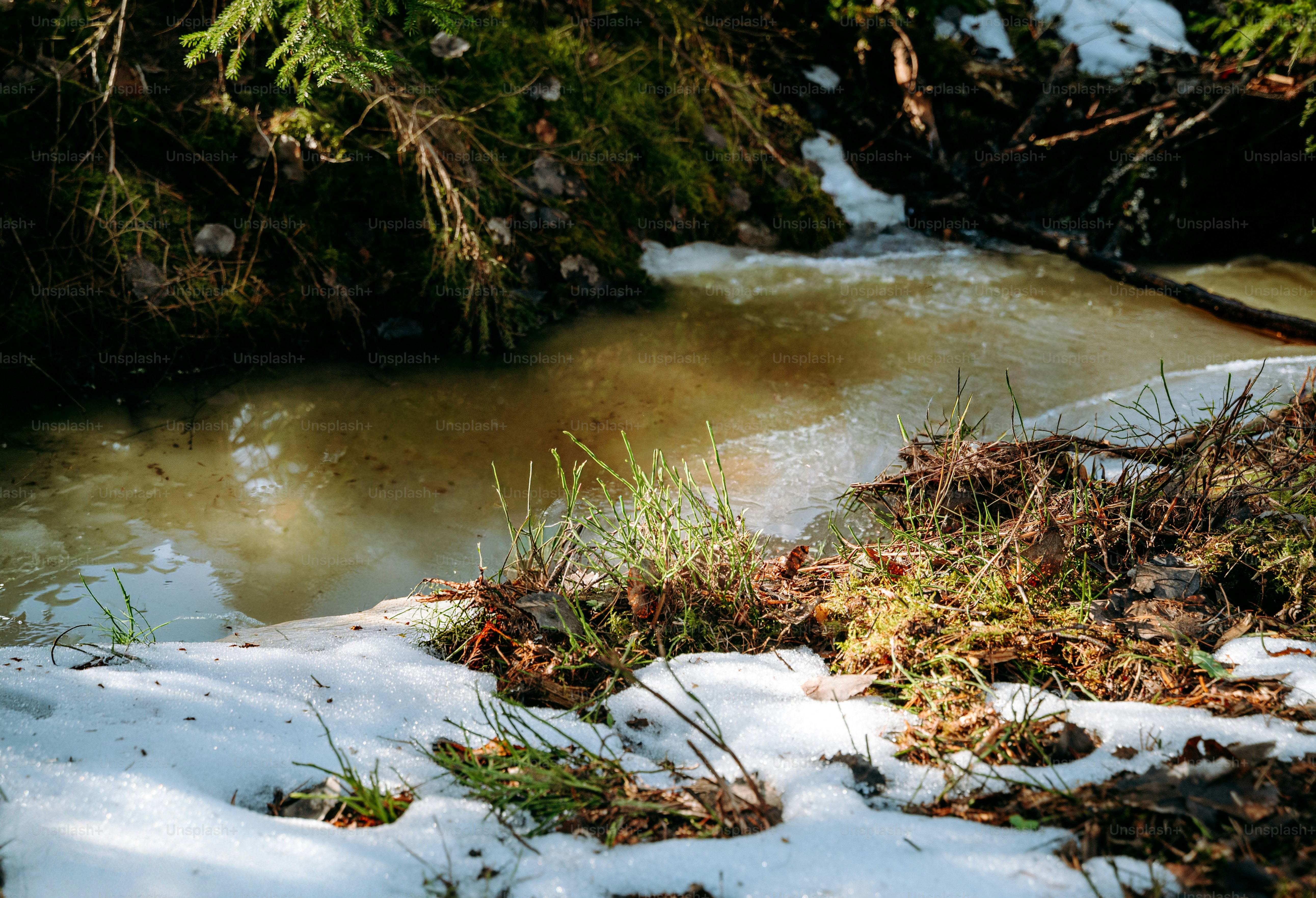 A small stream flows through a snowy forest clearing.