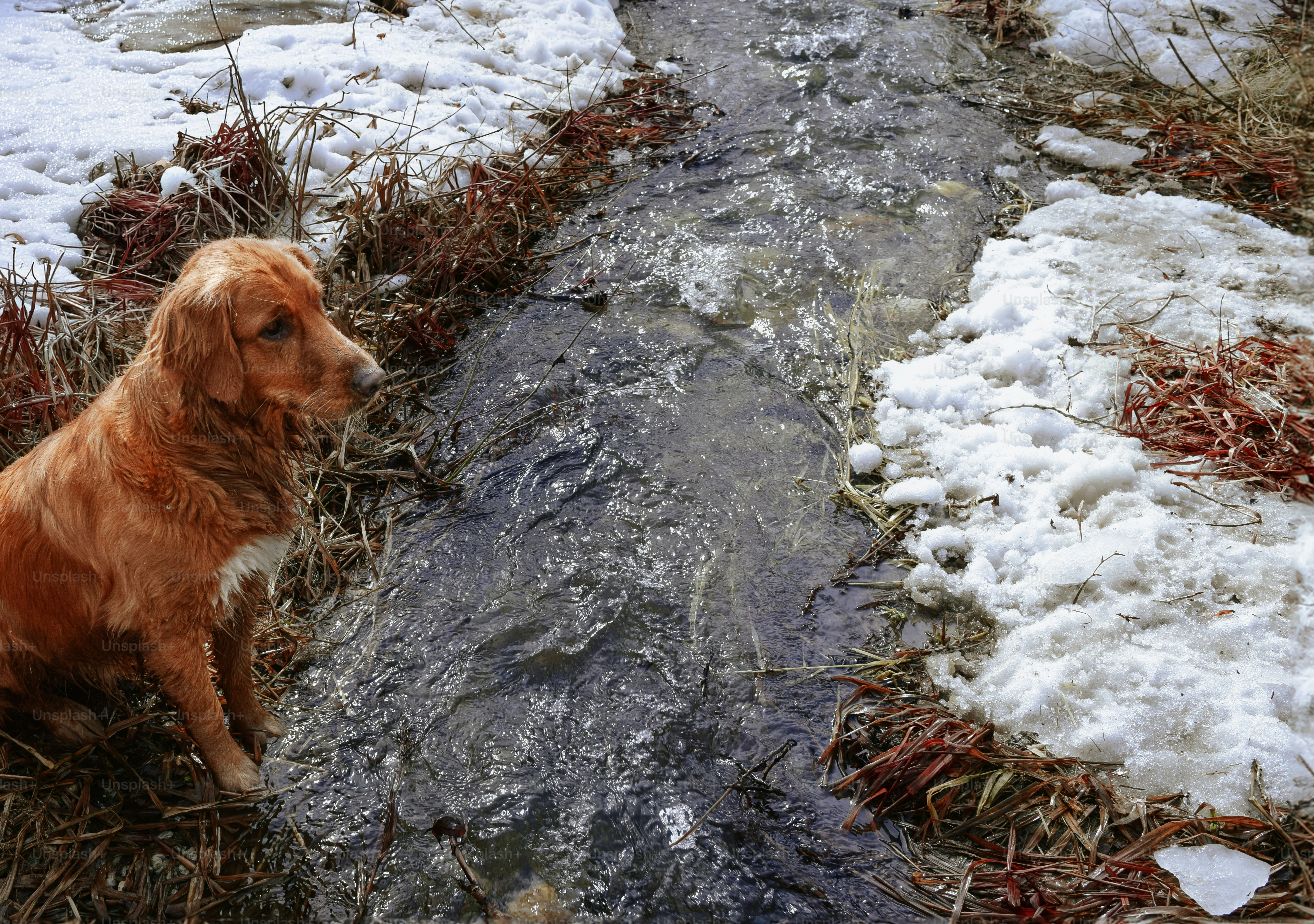 Un golden retriever si siede vicino a un ruscello in inverno.