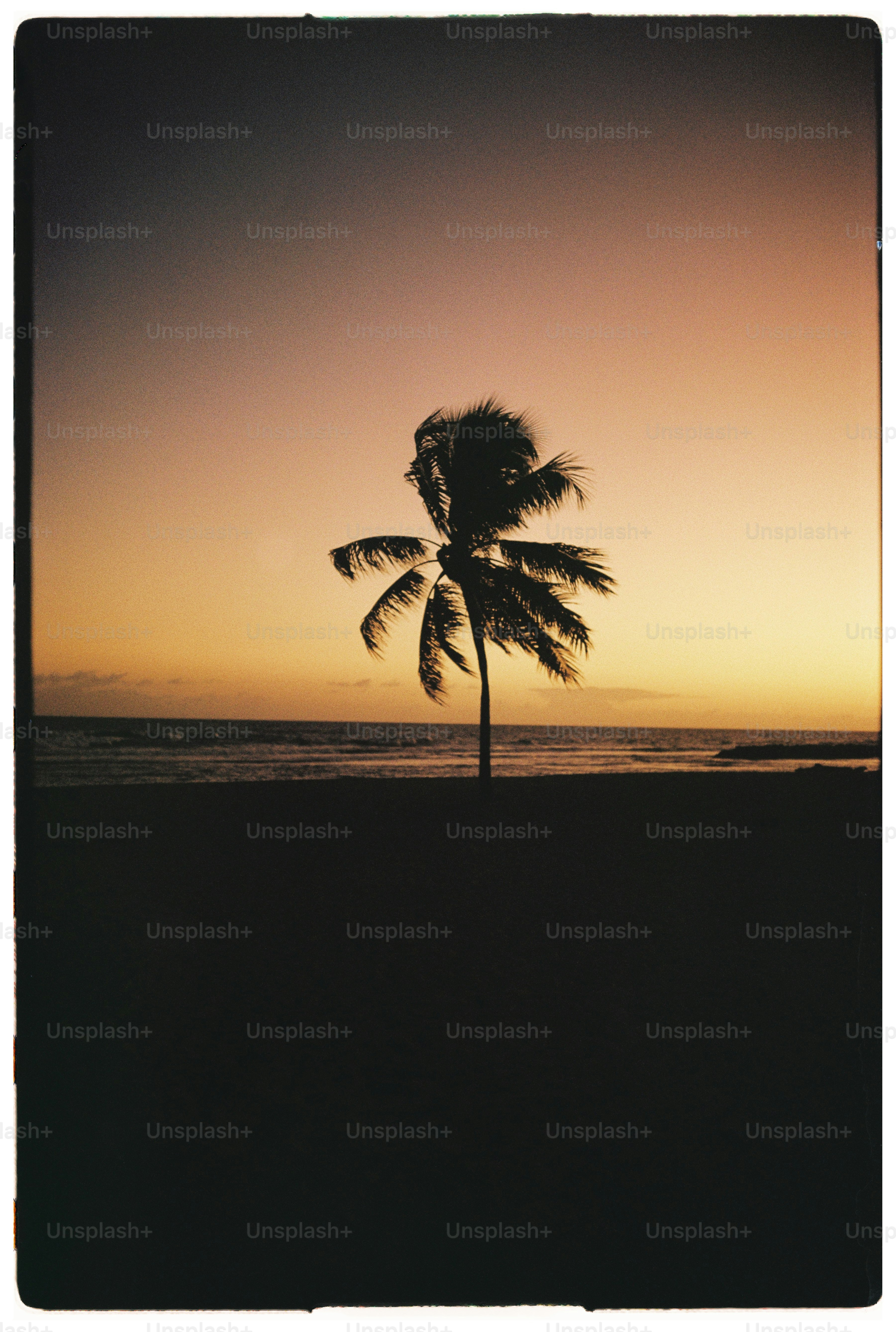 Silhouette of a palm tree at sunset on a beach
