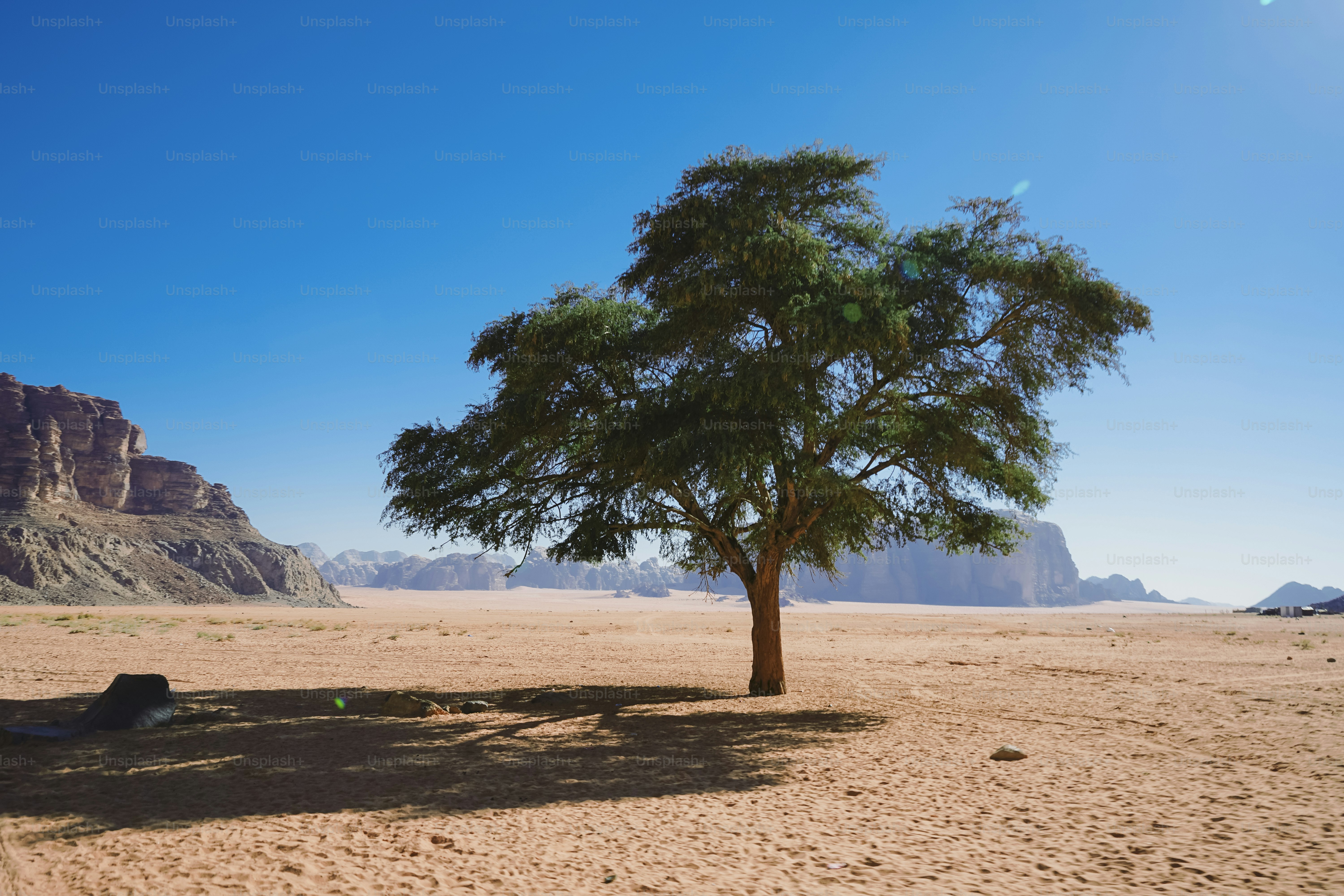 Un albero solitario si erge in un vasto paesaggio desertico.
