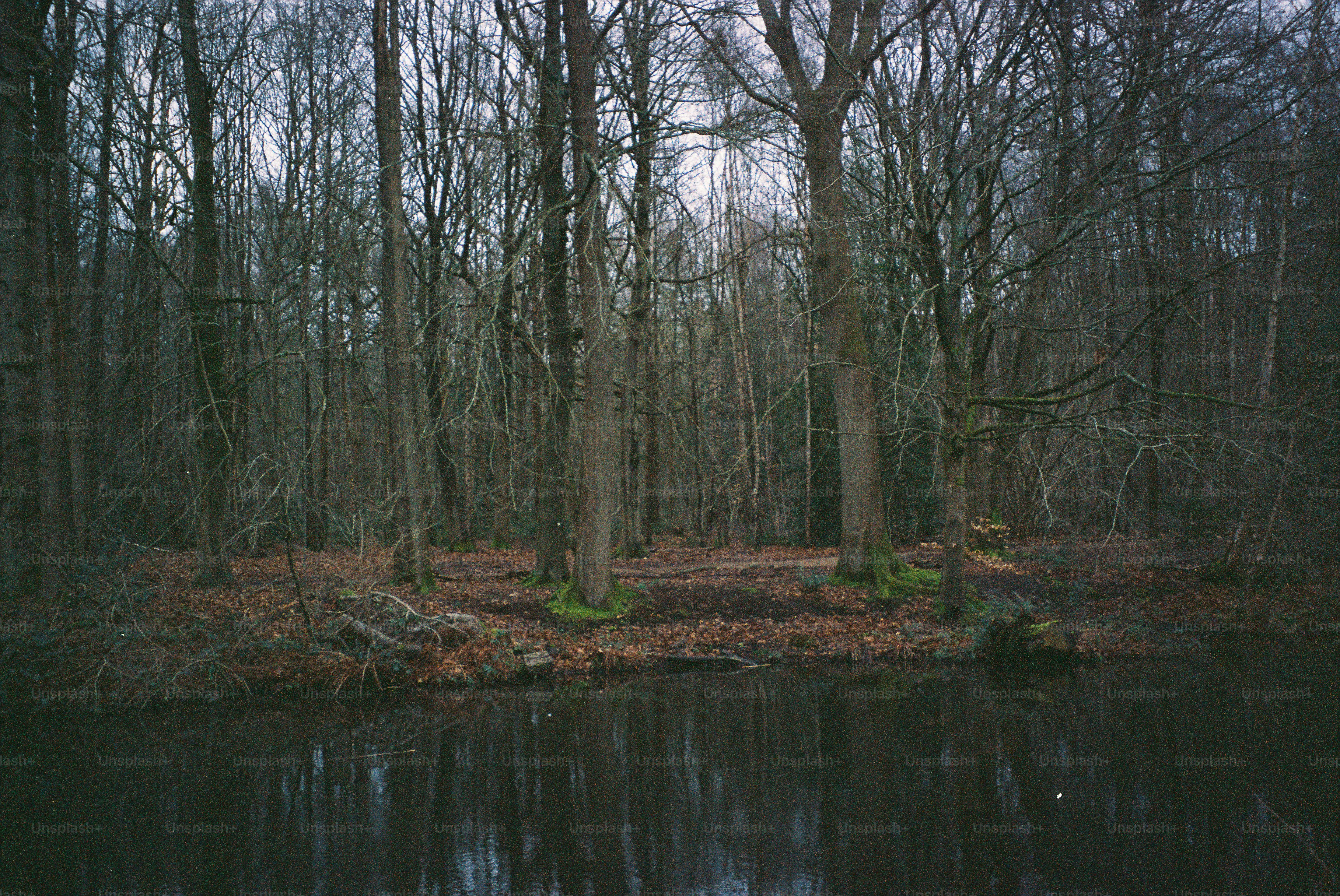 Bare trees surround a dark, still body of water.
