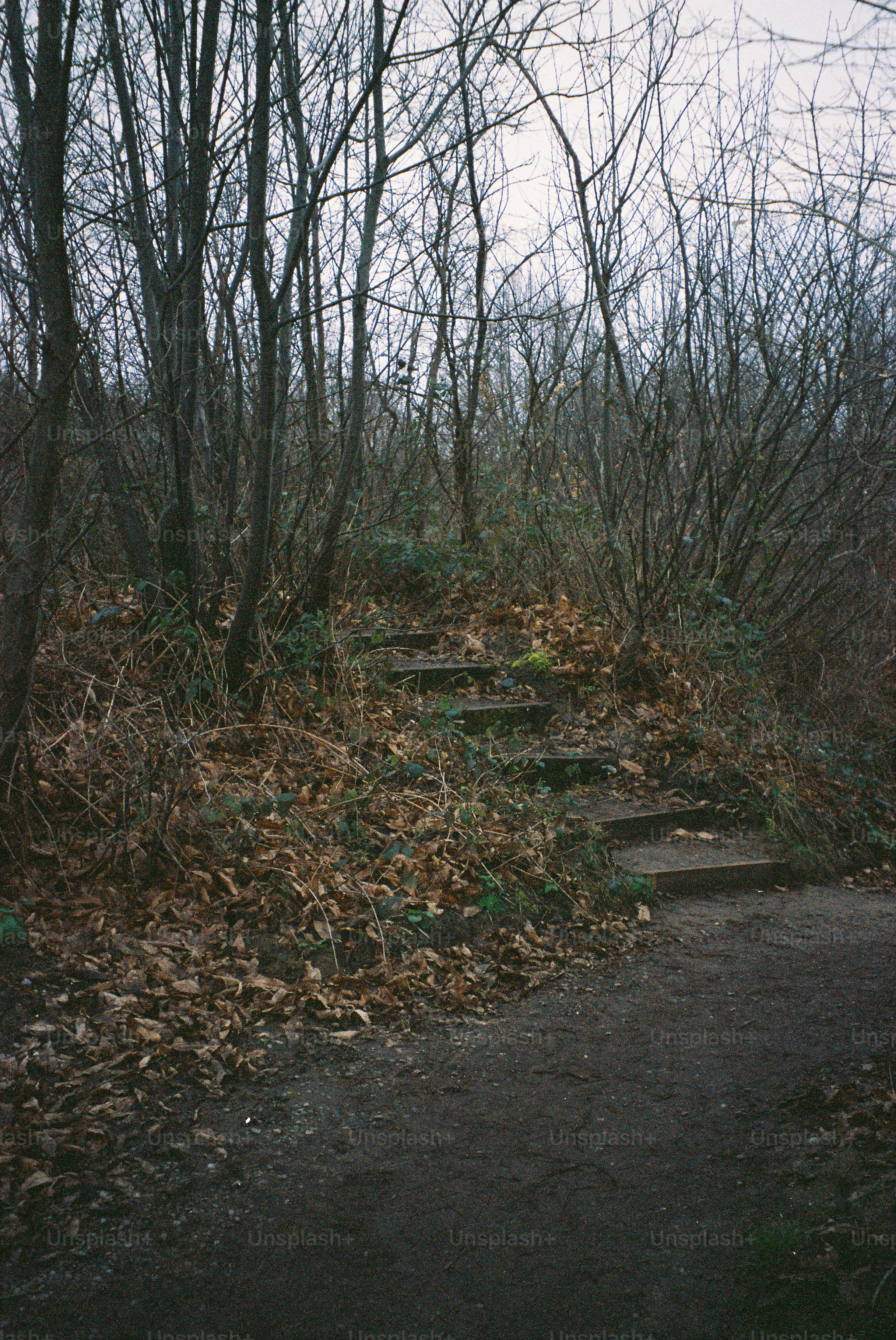 Stone steps ascend through a dry, leaf-covered forest.