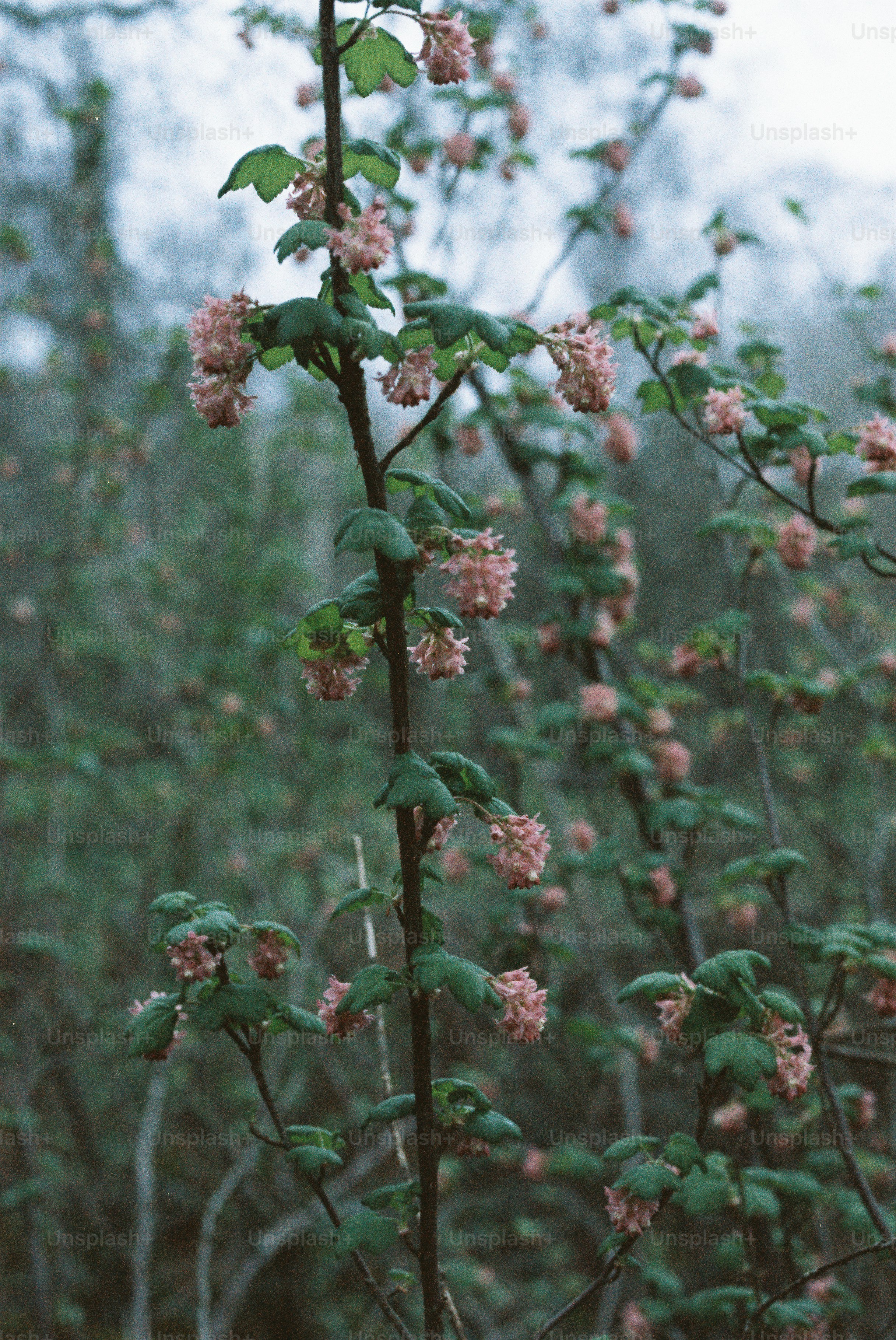 Pink flowers bloom on a branch in a forest.