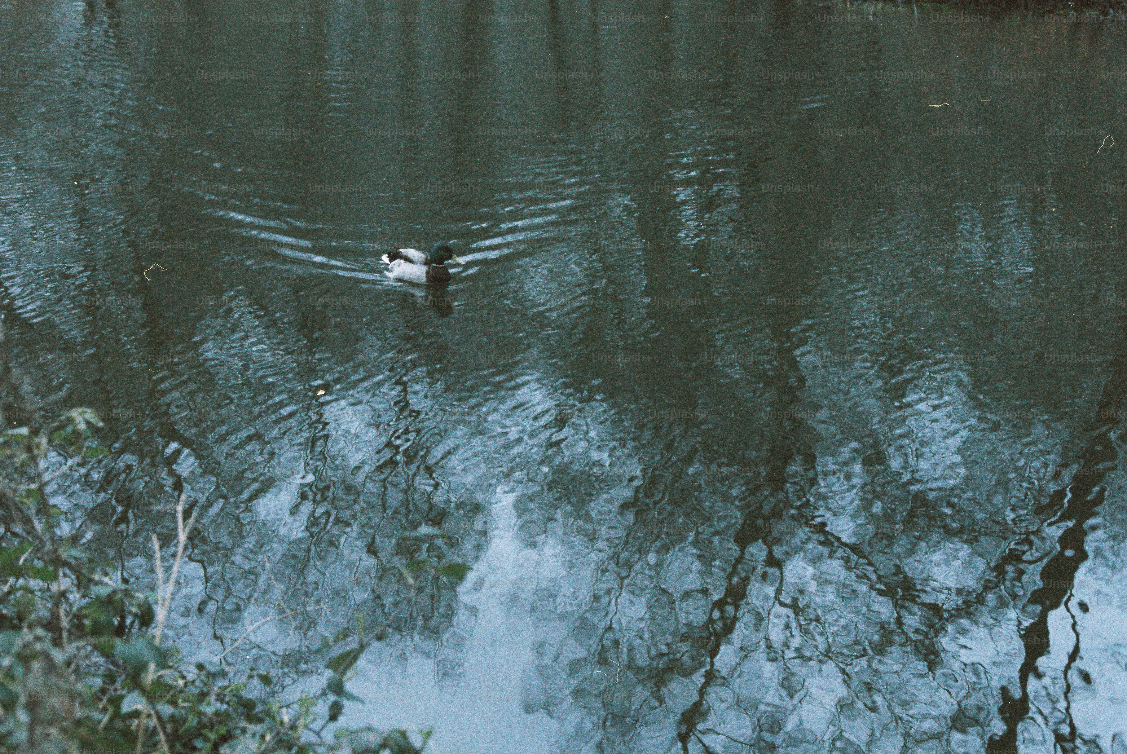 A duck swims in a calm, reflective body of water.