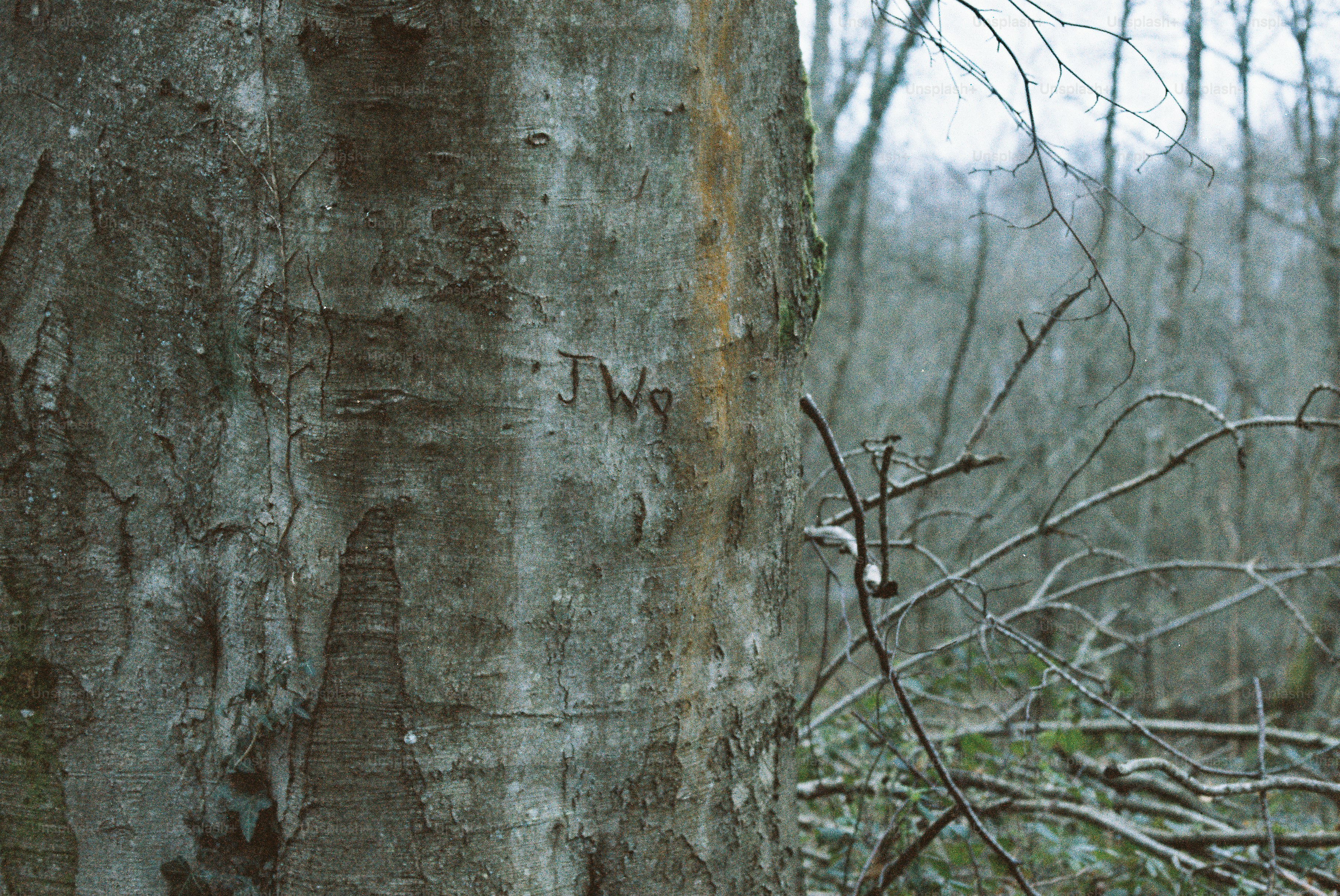 Close-up of a tree trunk with carvings in the forest