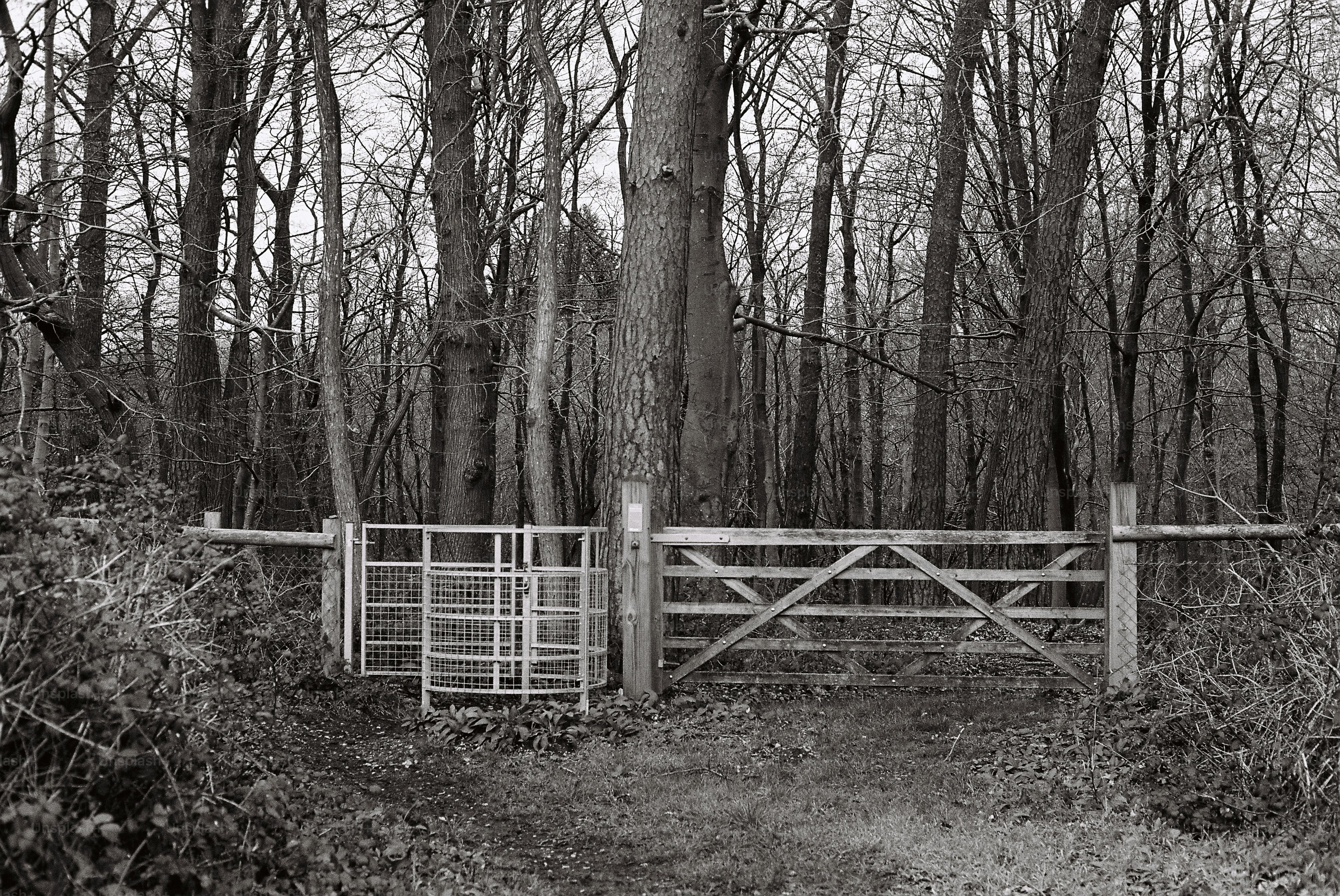 Wooden gate and fence in a bare forest