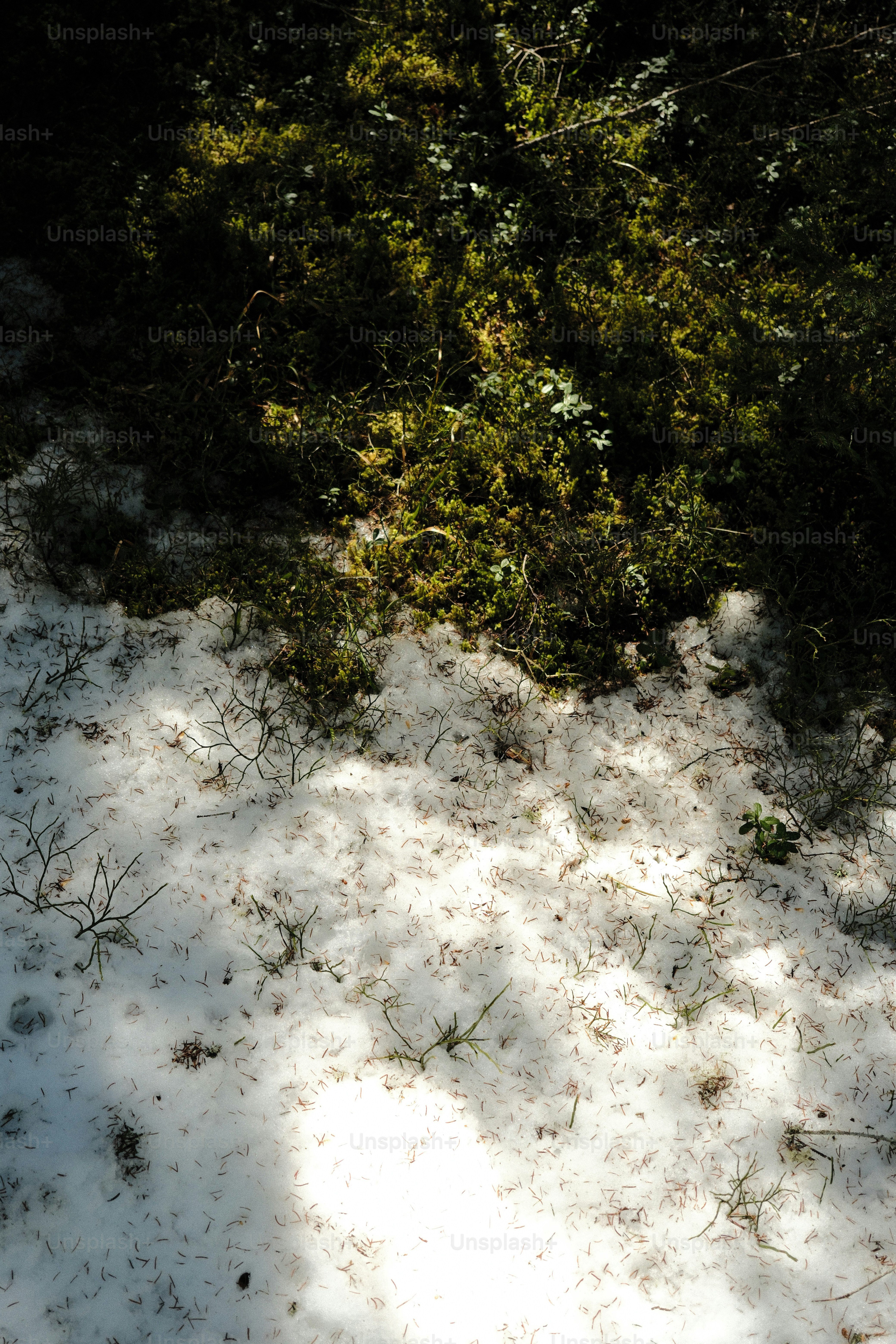 Mossy forest floor with patches of snow