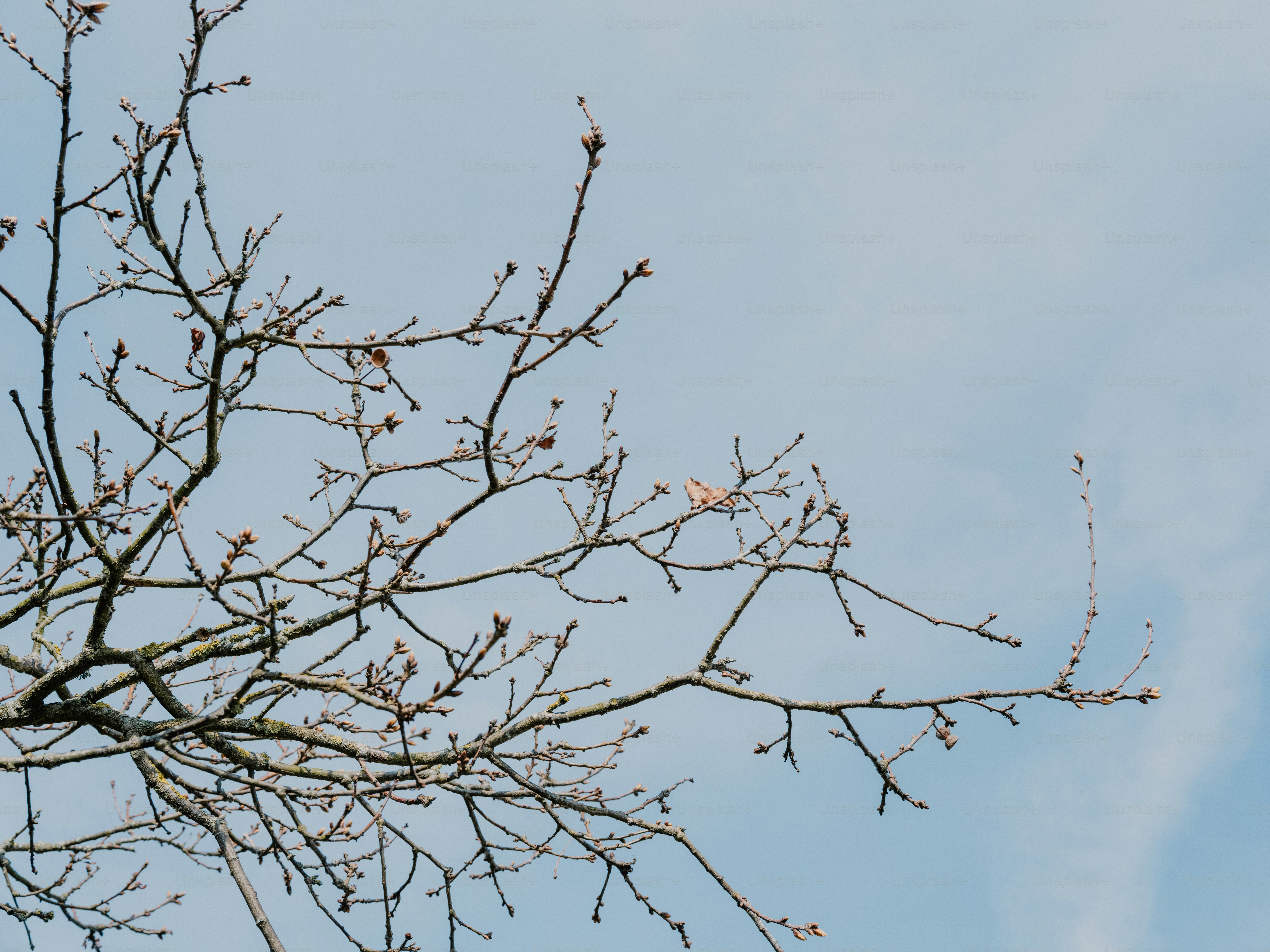 Kahle Äste vor einem blassblauen Himmel