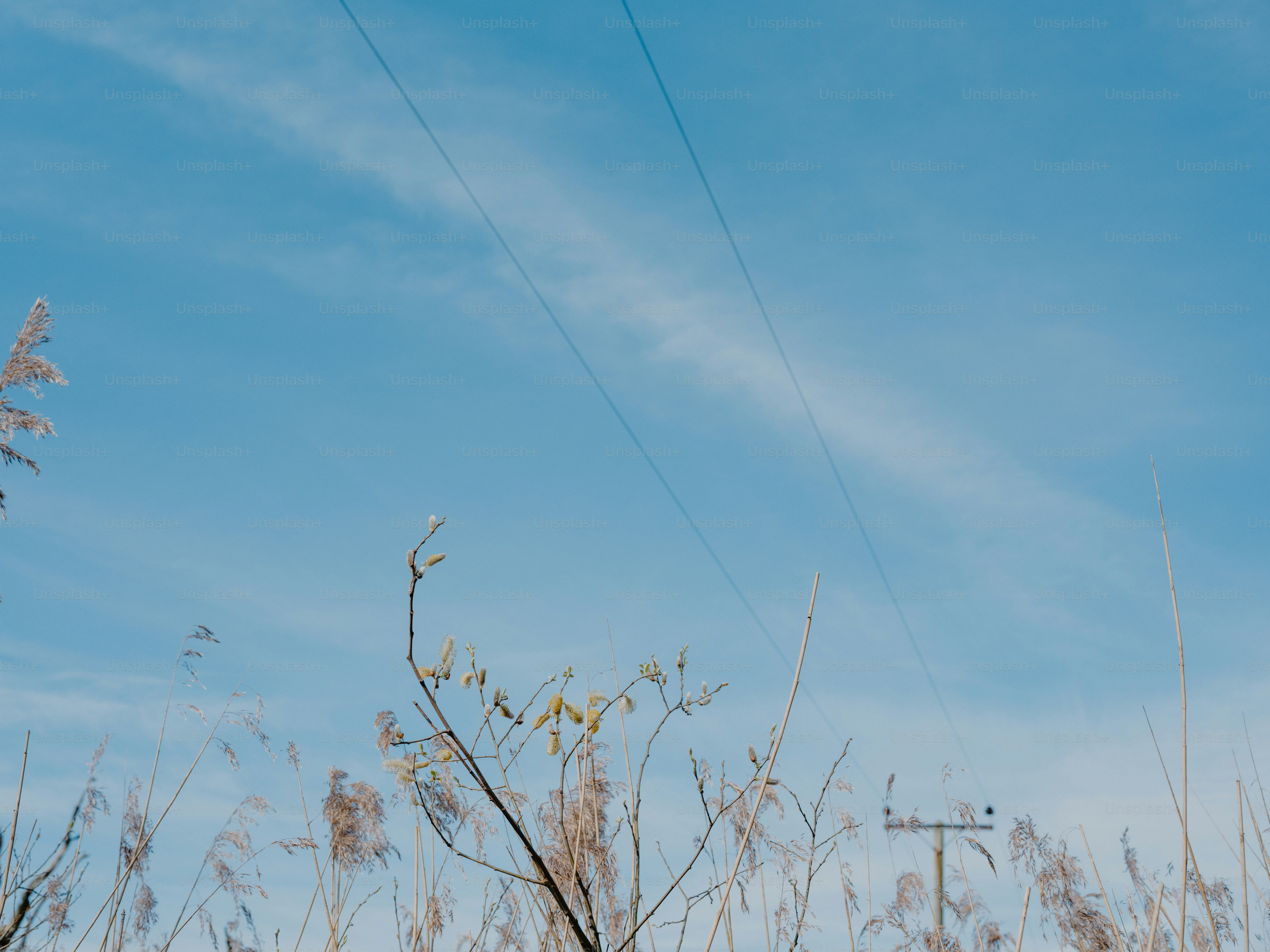 Hoches Gras vor klarem blauen Himmel mit Stromleitungen