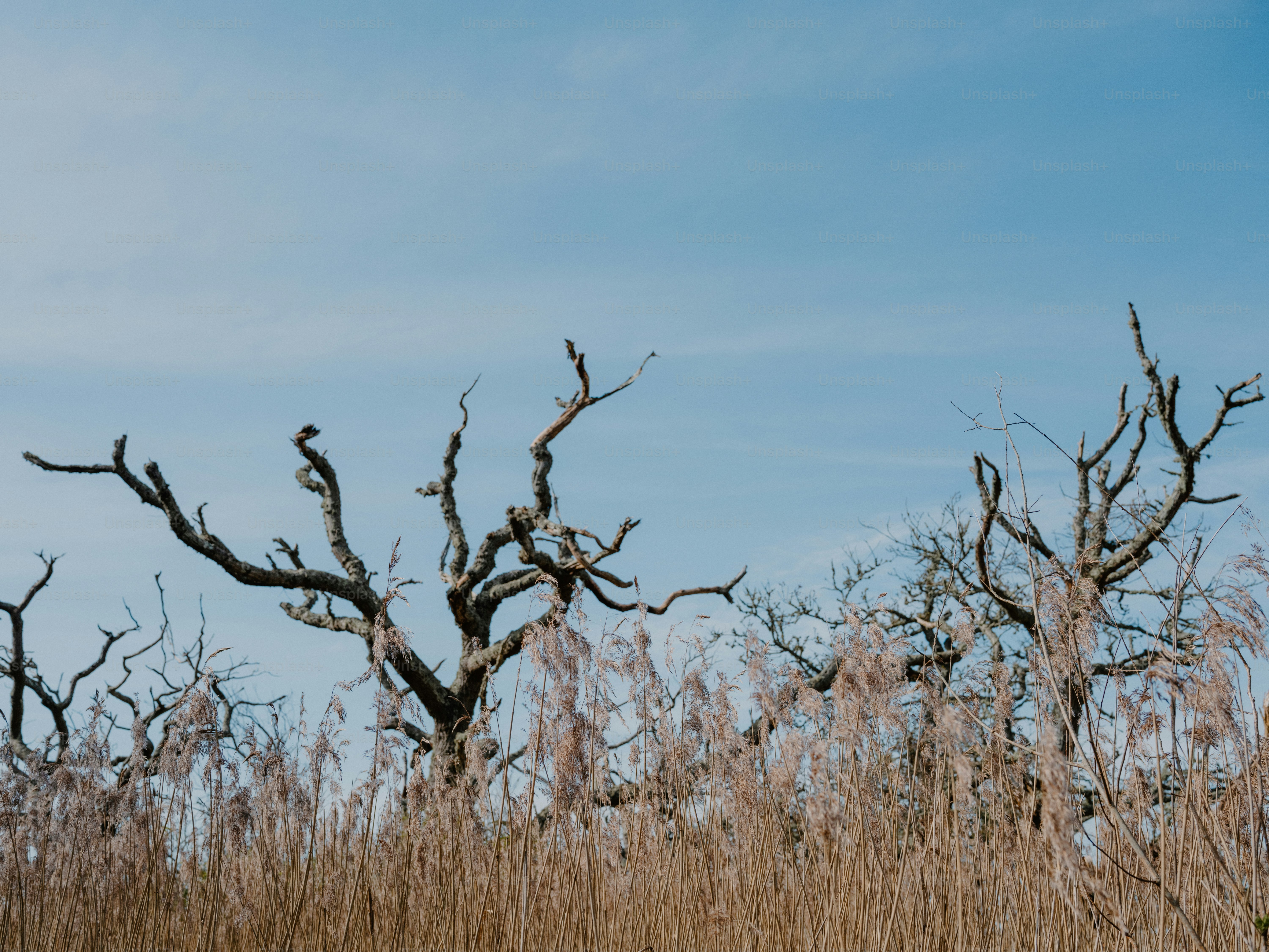 Bare branches of dead trees against a clear blue sky.