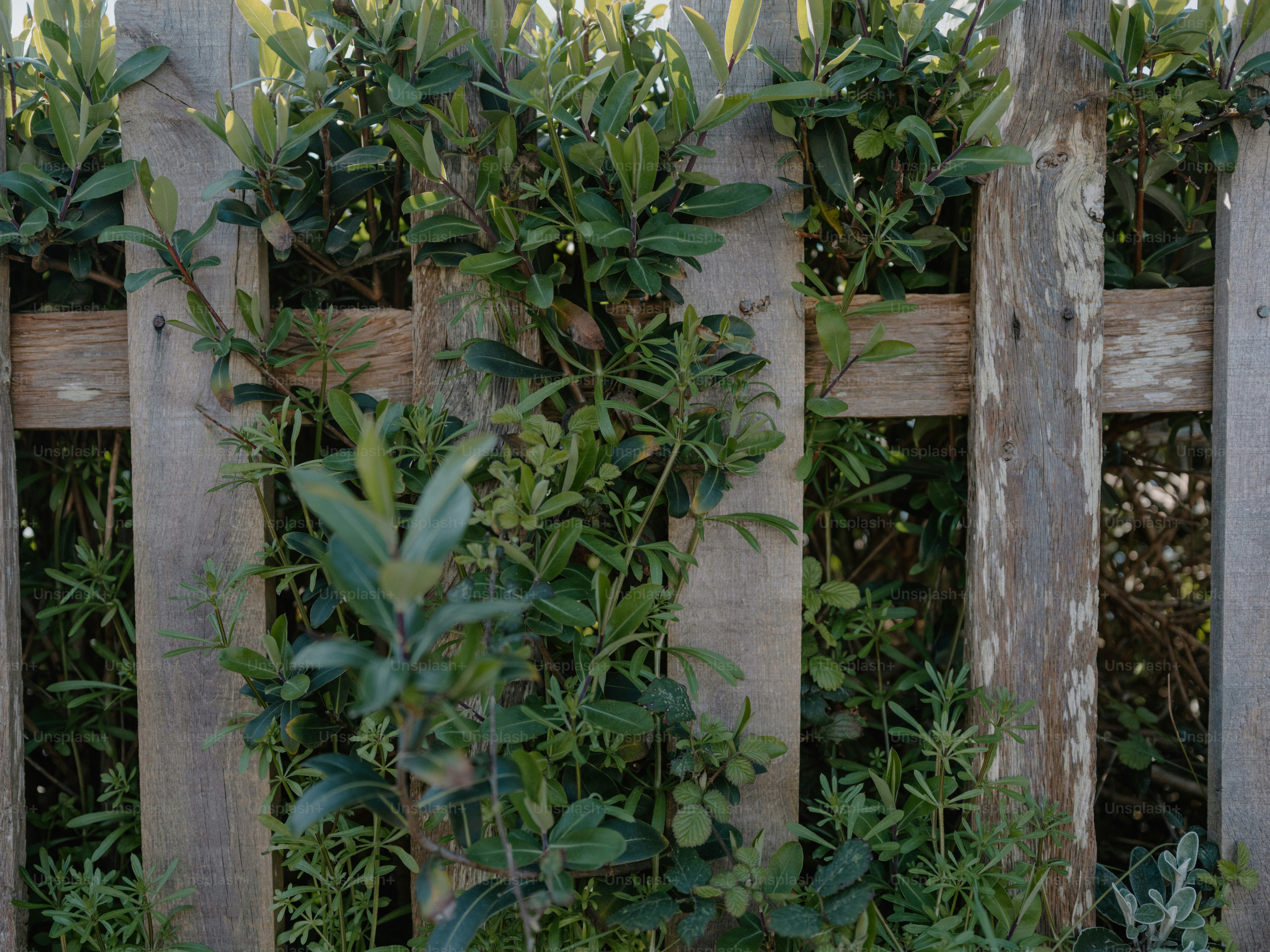 Green vines growing on a weathered wooden fence photo – Texture Image ...