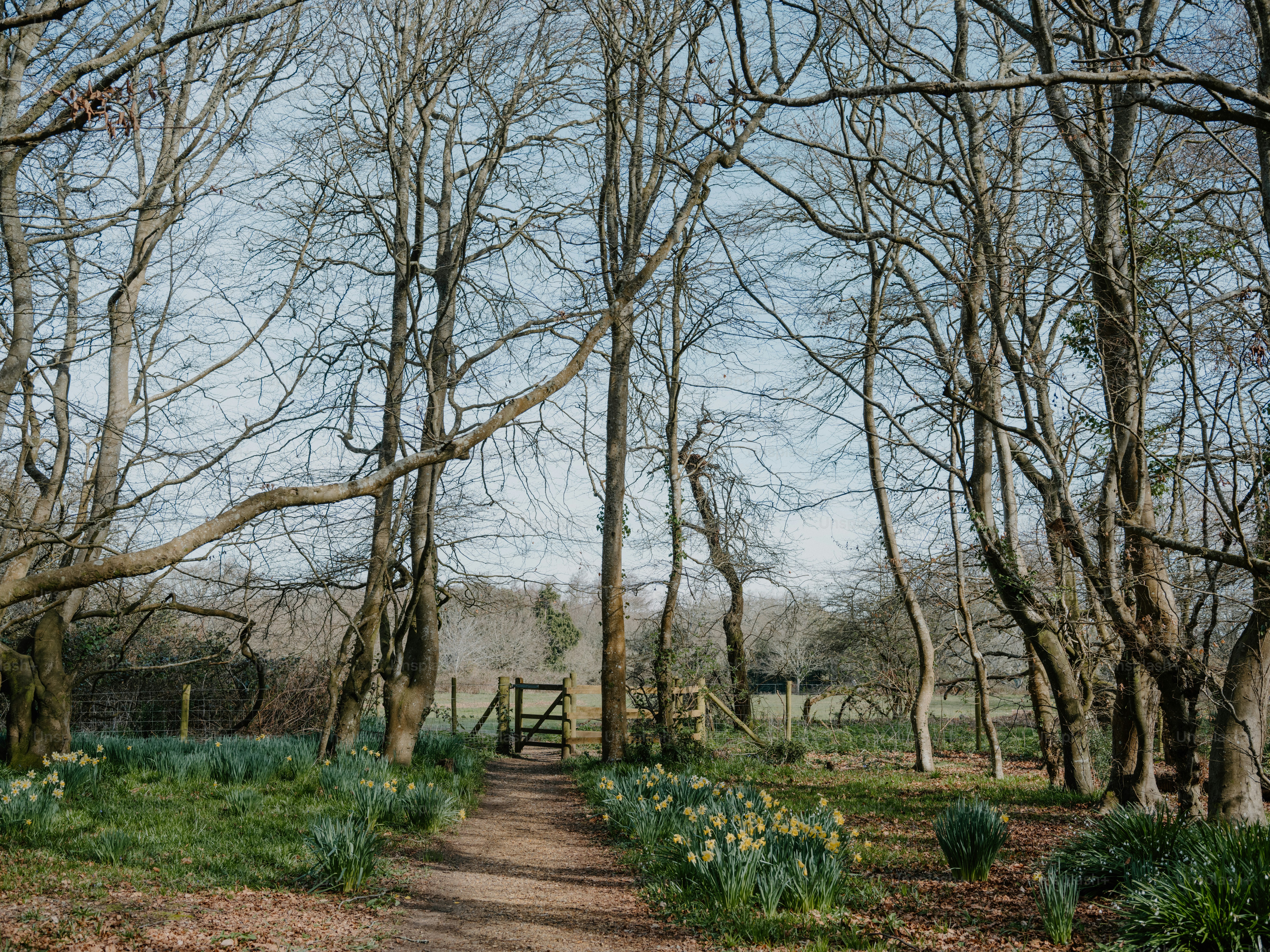 A dirt path leads through a wooded area with daffodils. photo – Spring ...