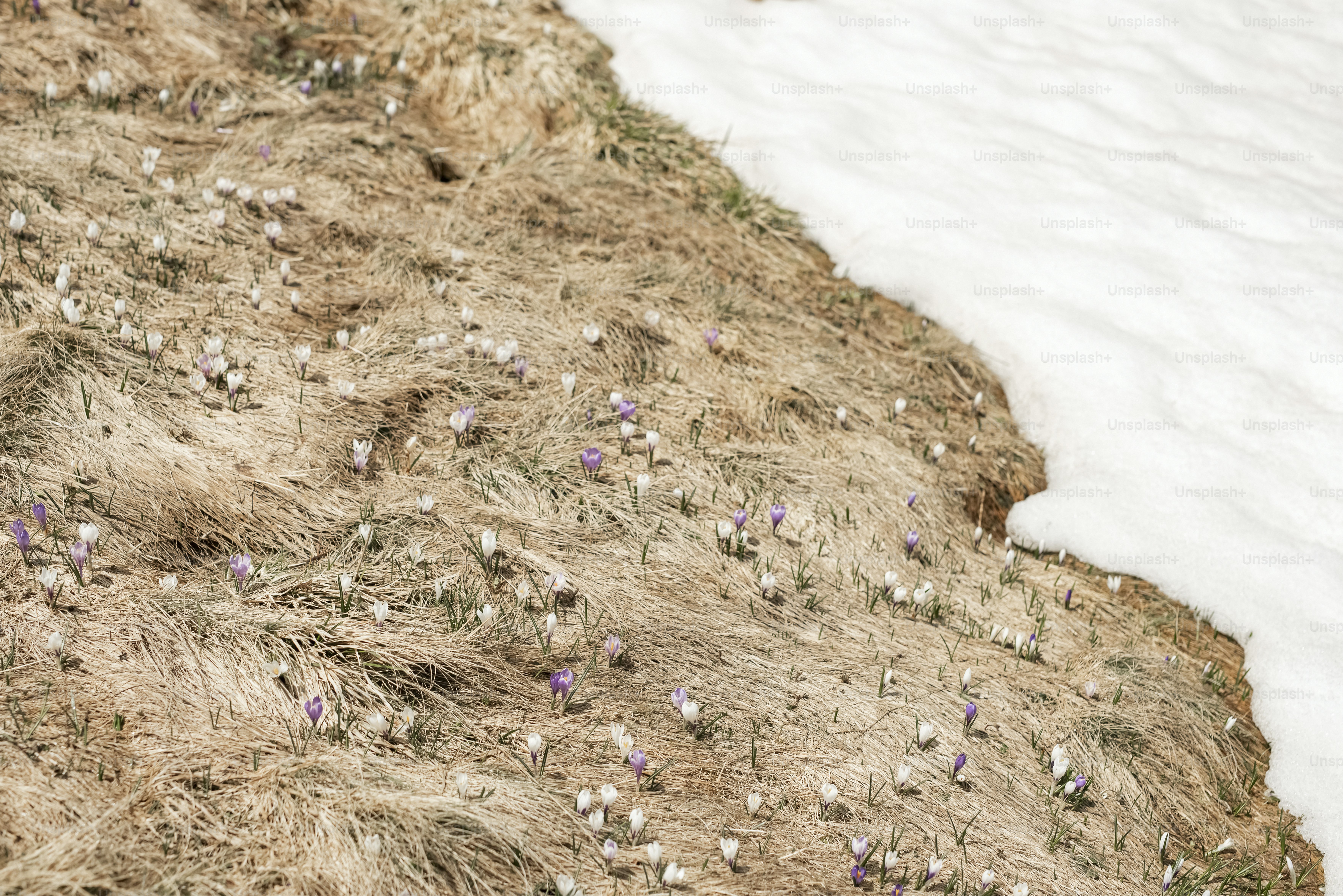 크로커스는 봄에 눈 덮인 산비탈에 피어납니다.
