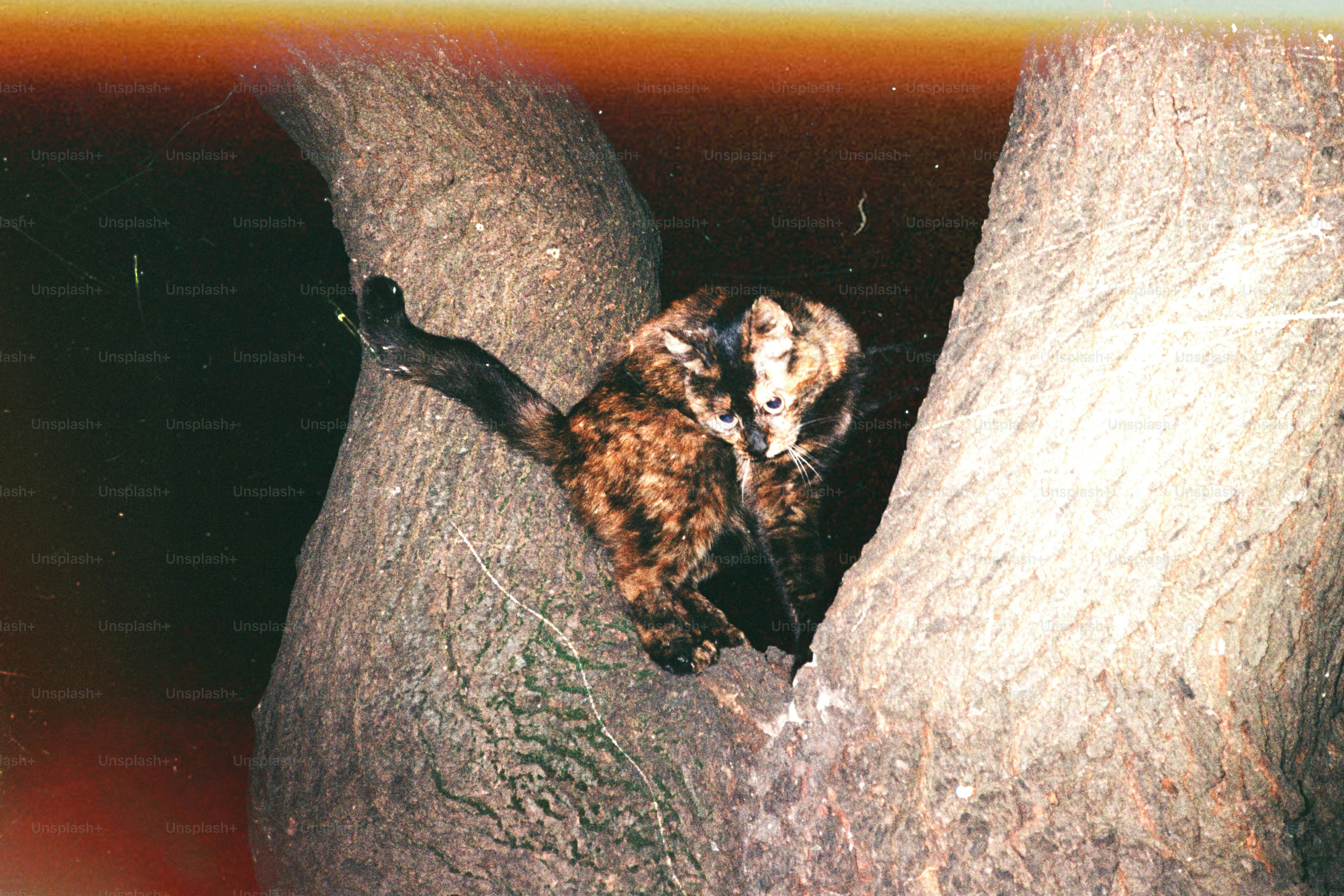 Sugar glider accessories arranged inside an active climbing habitat