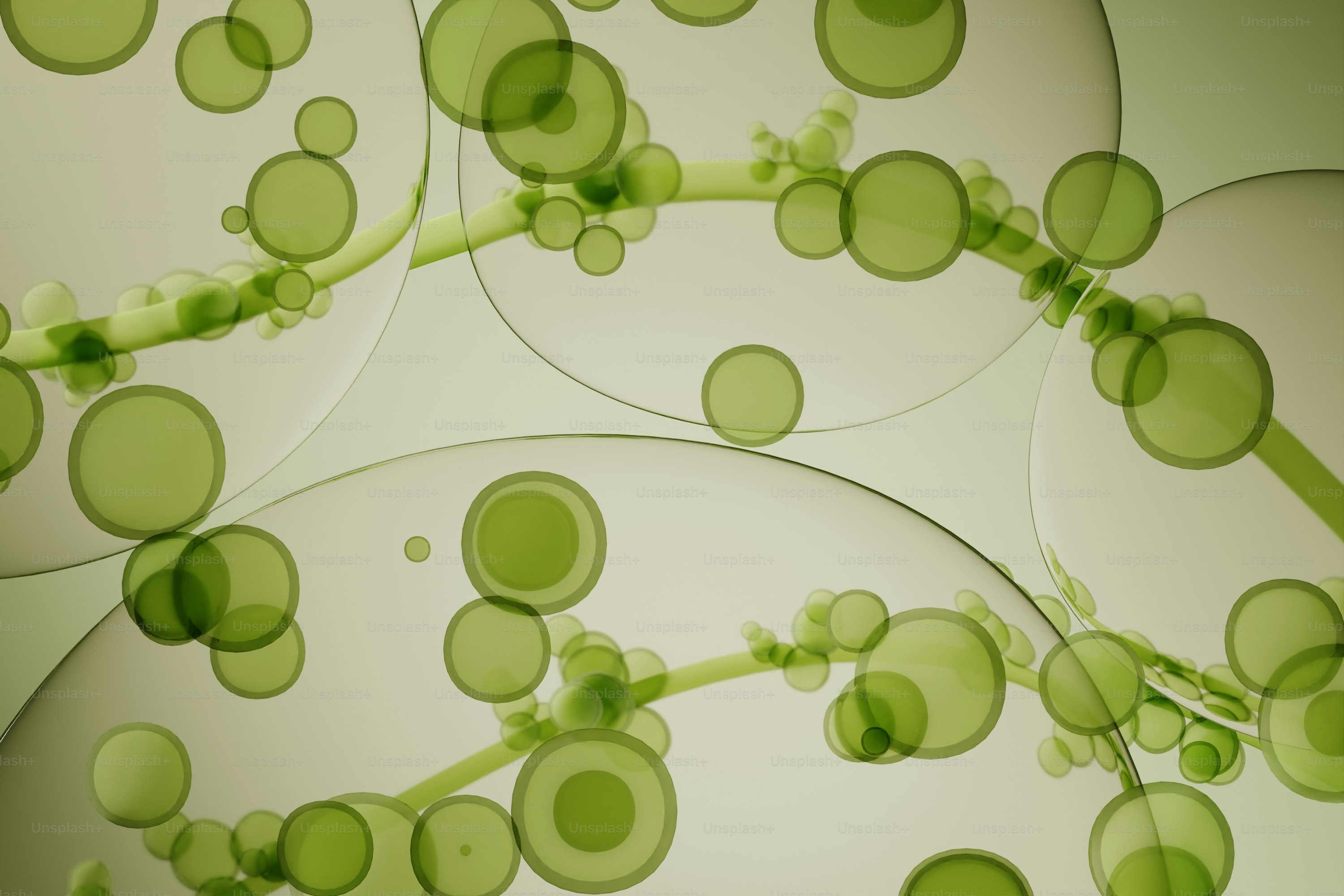 Microscopic view of green cells with circular inclusions. photo ...