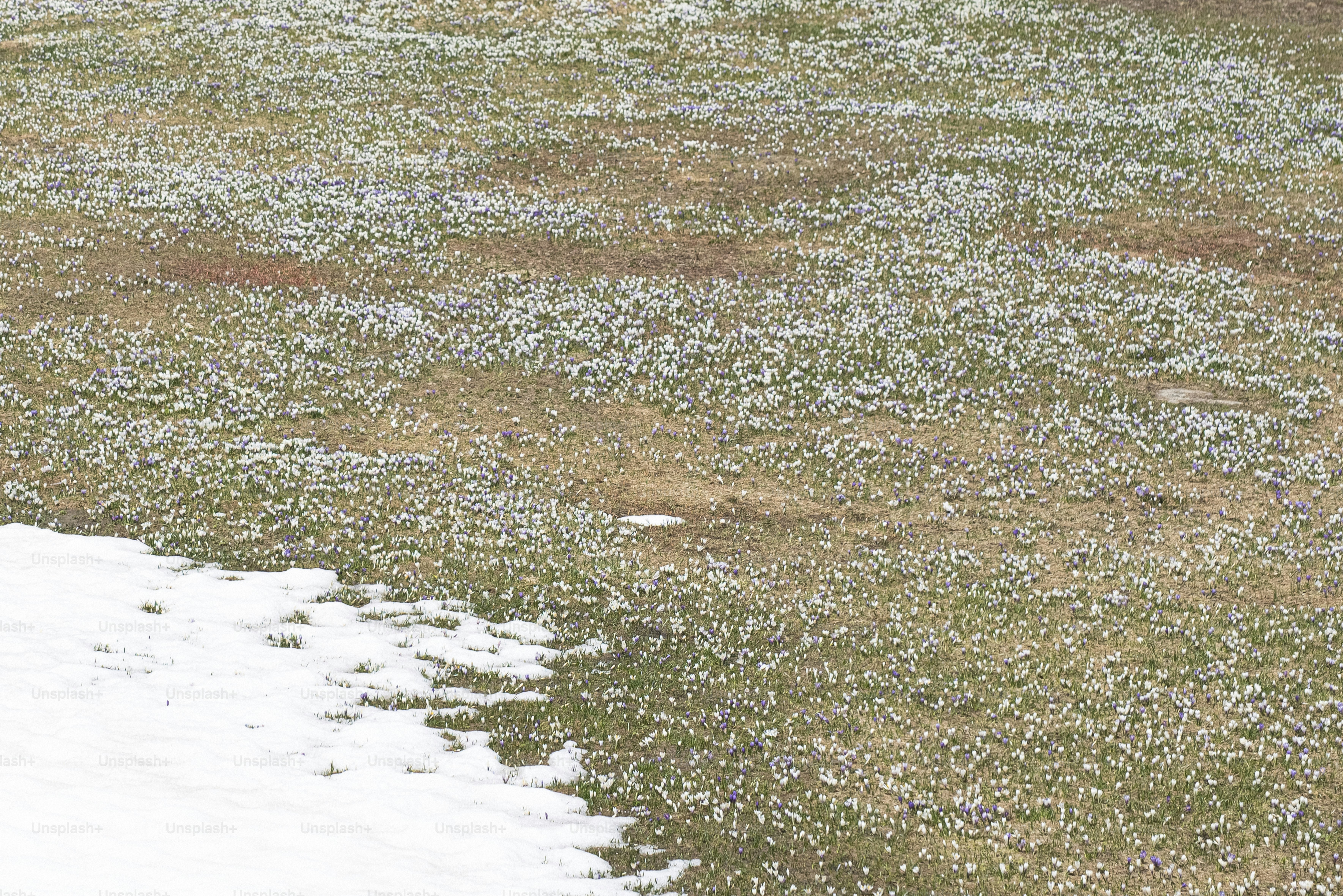 마른 풀밭 위의 눈밭