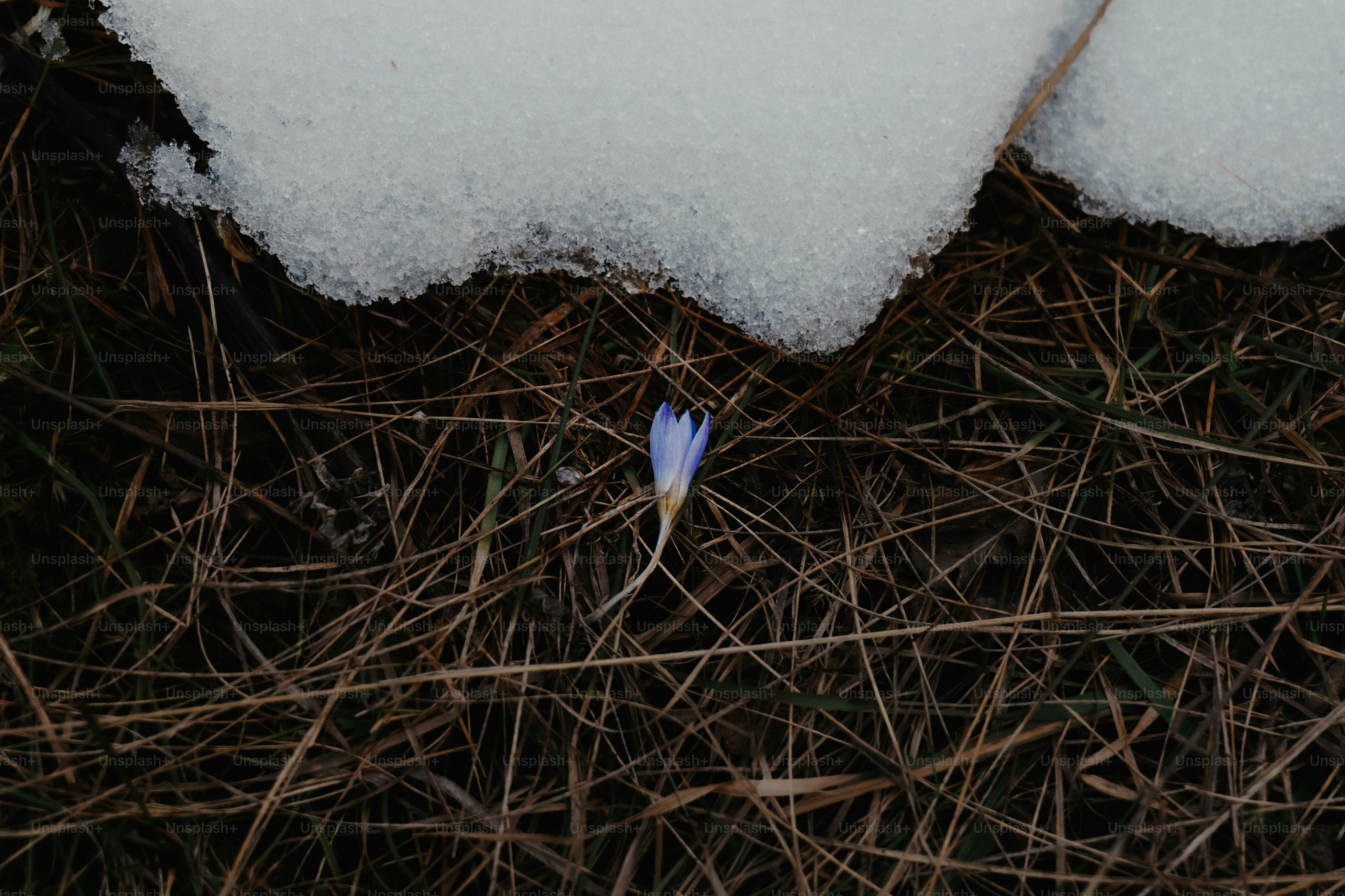 A single purple crocus flower emerges from the snow.