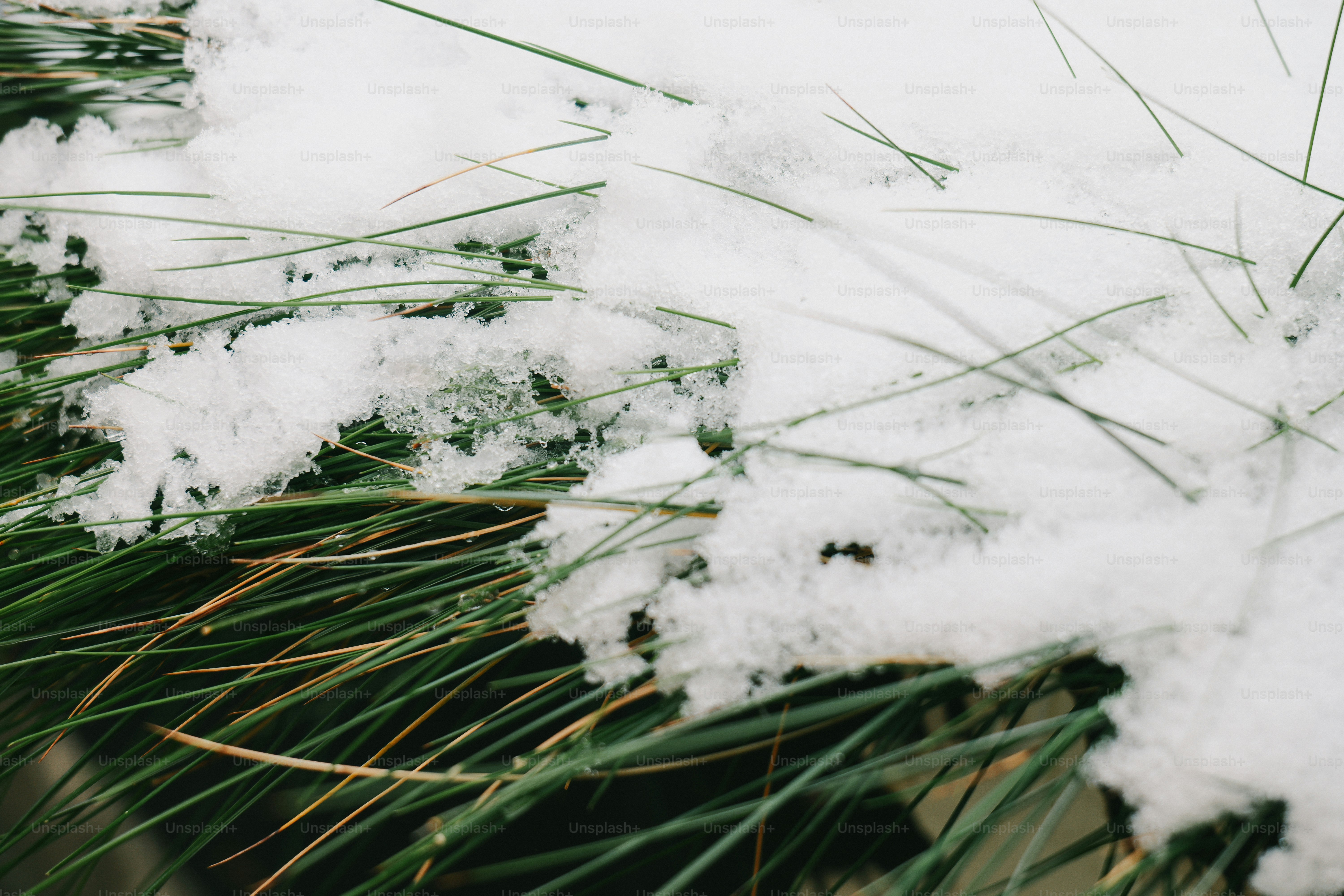 Green grass covered with fresh white snow