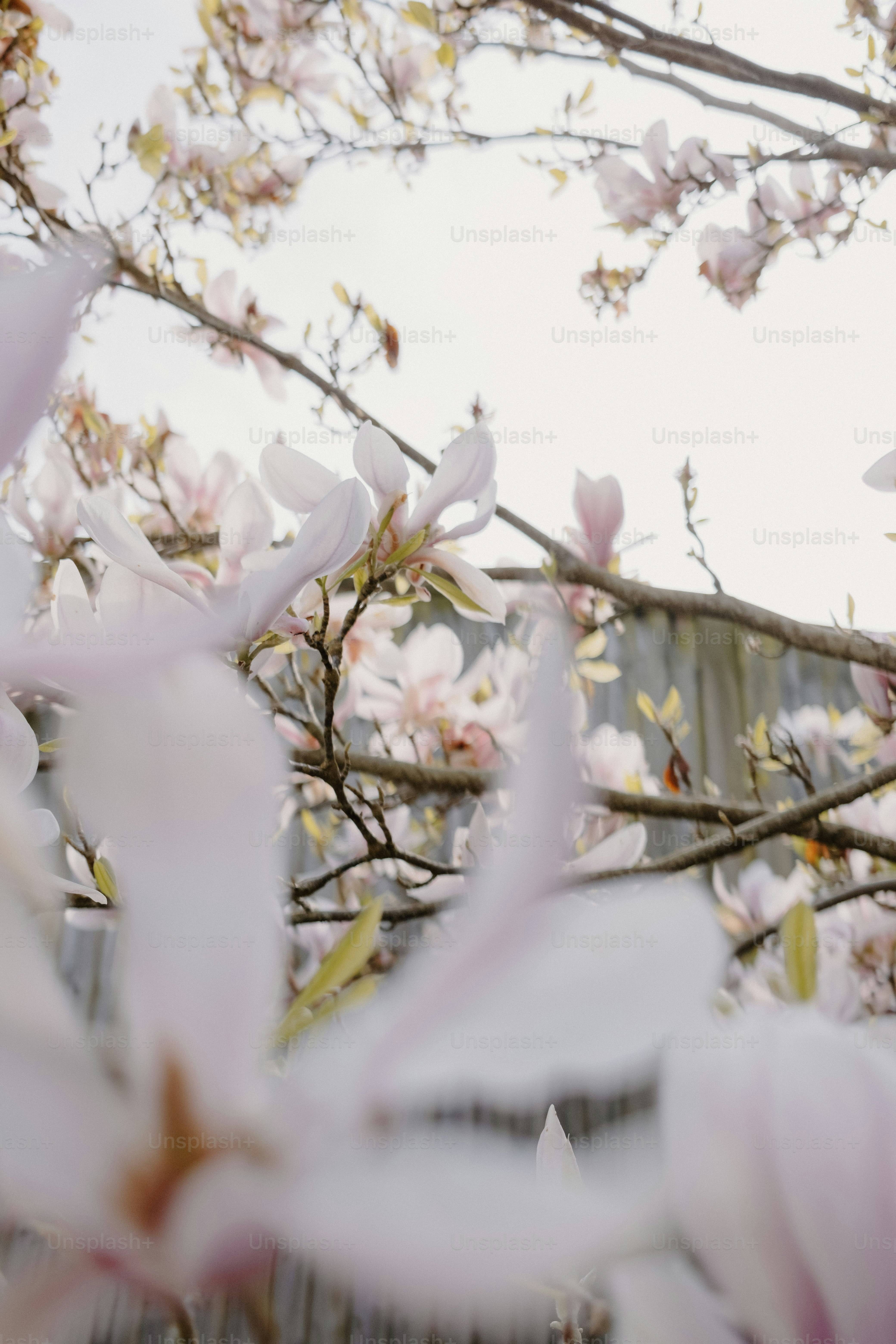 Delicate pink magnolia blossoms on a tree branch. photo – Blossom Image ...