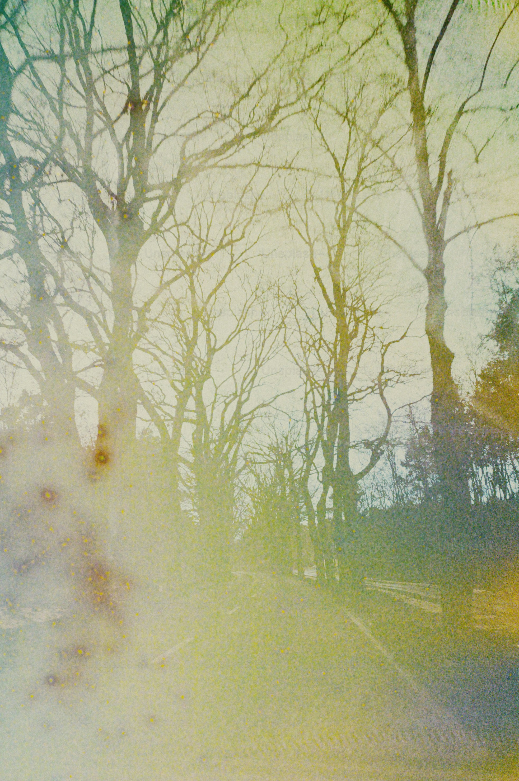 Kahle Bäume säumen einen Weg mit einem Vintage-Filter.