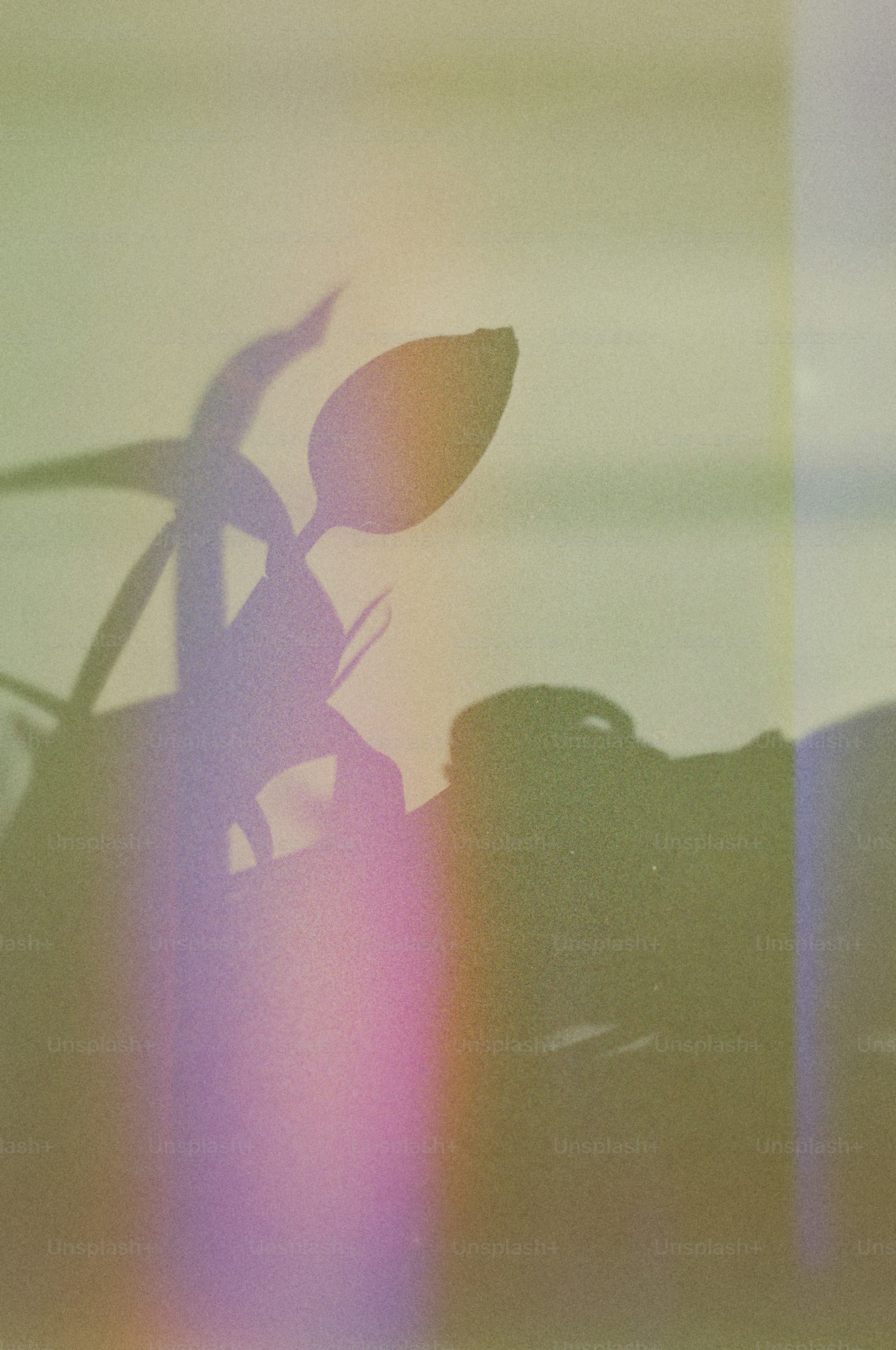 Shadow of a plant with light flares