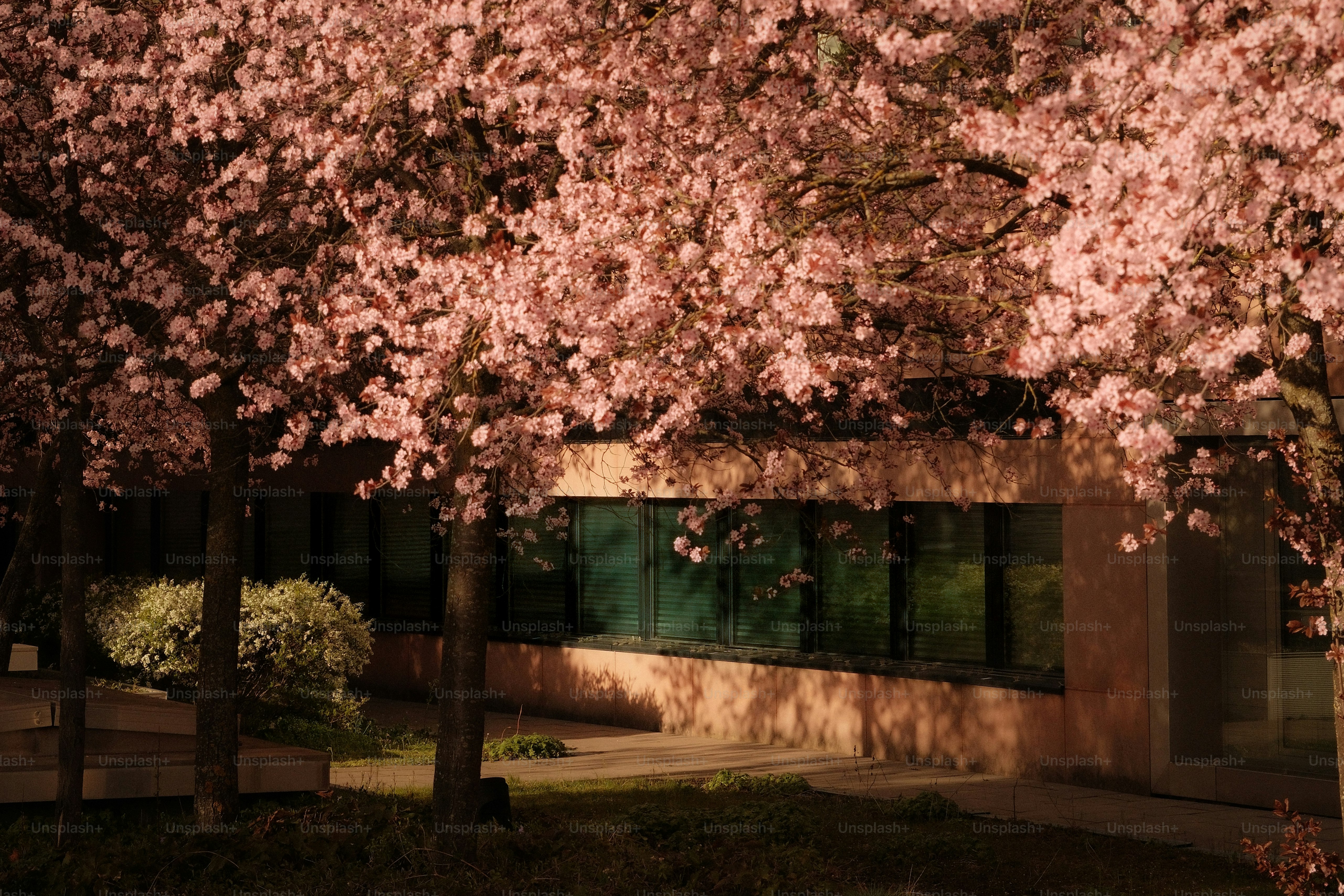 Pink cherry blossoms bloom in front of a modern building. photo – City ...