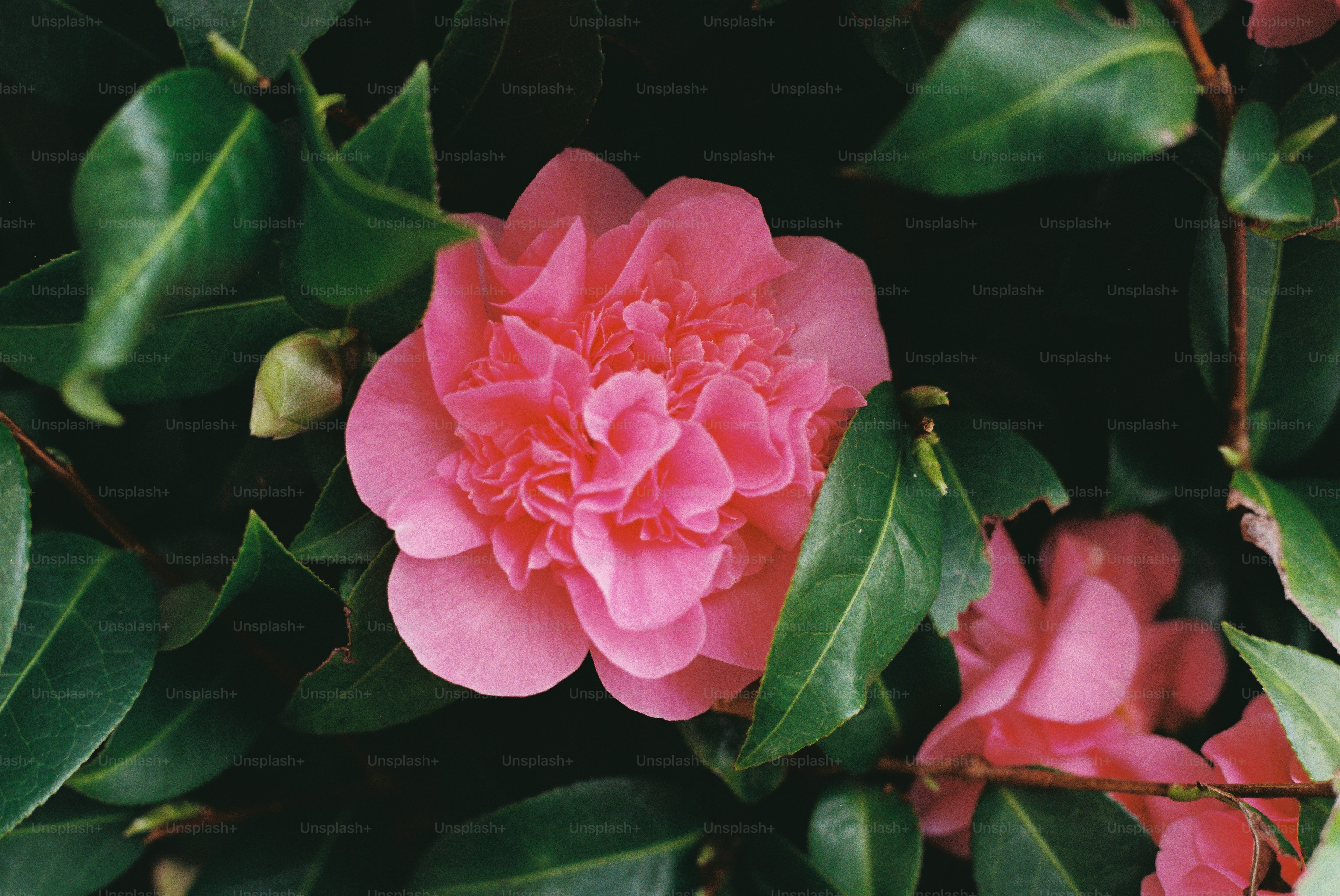 A vibrant pink camellia flower blooms among dark green leaves. photo ...