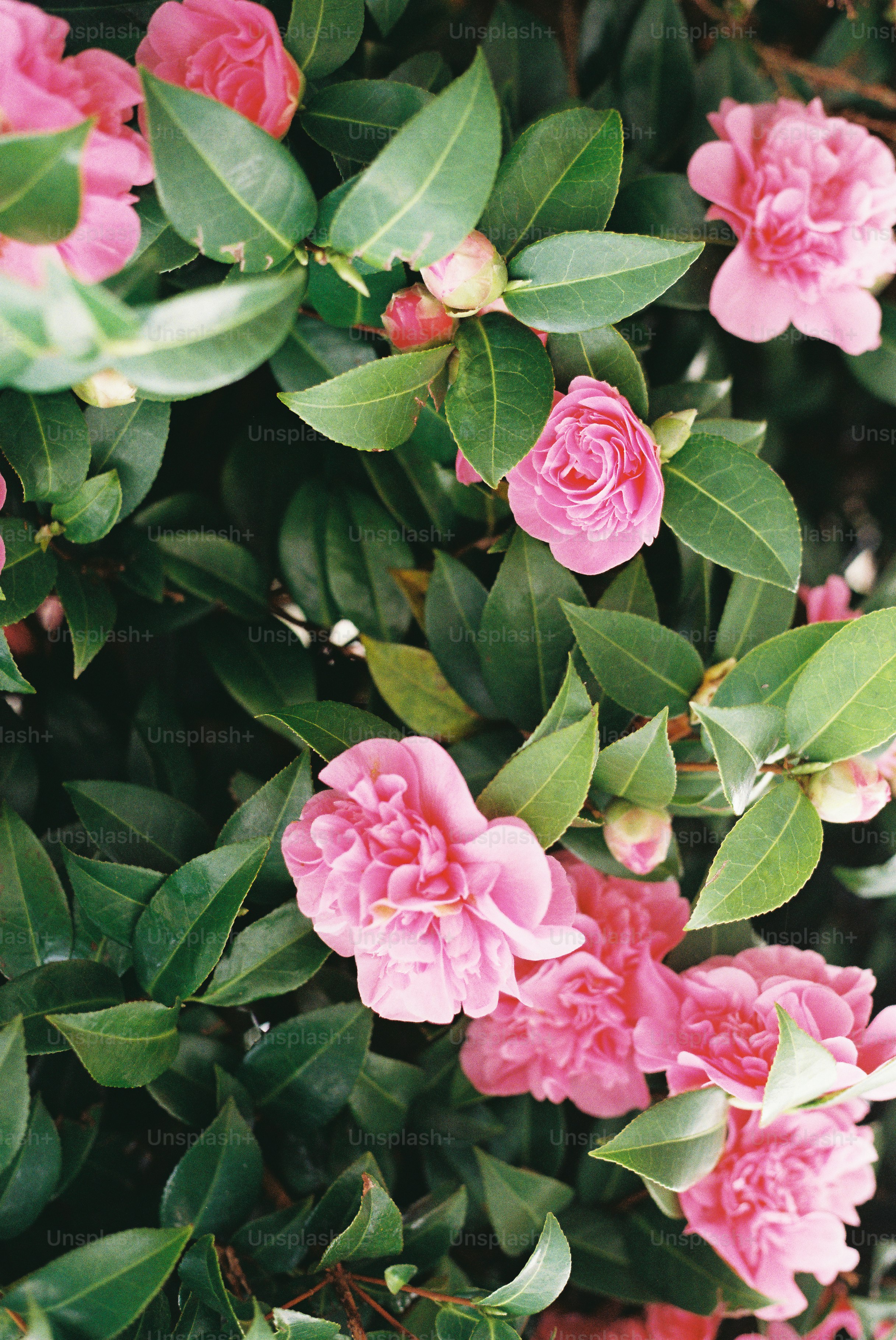 A vibrant pink camellia flower blooms among dark green leaves. photo ...