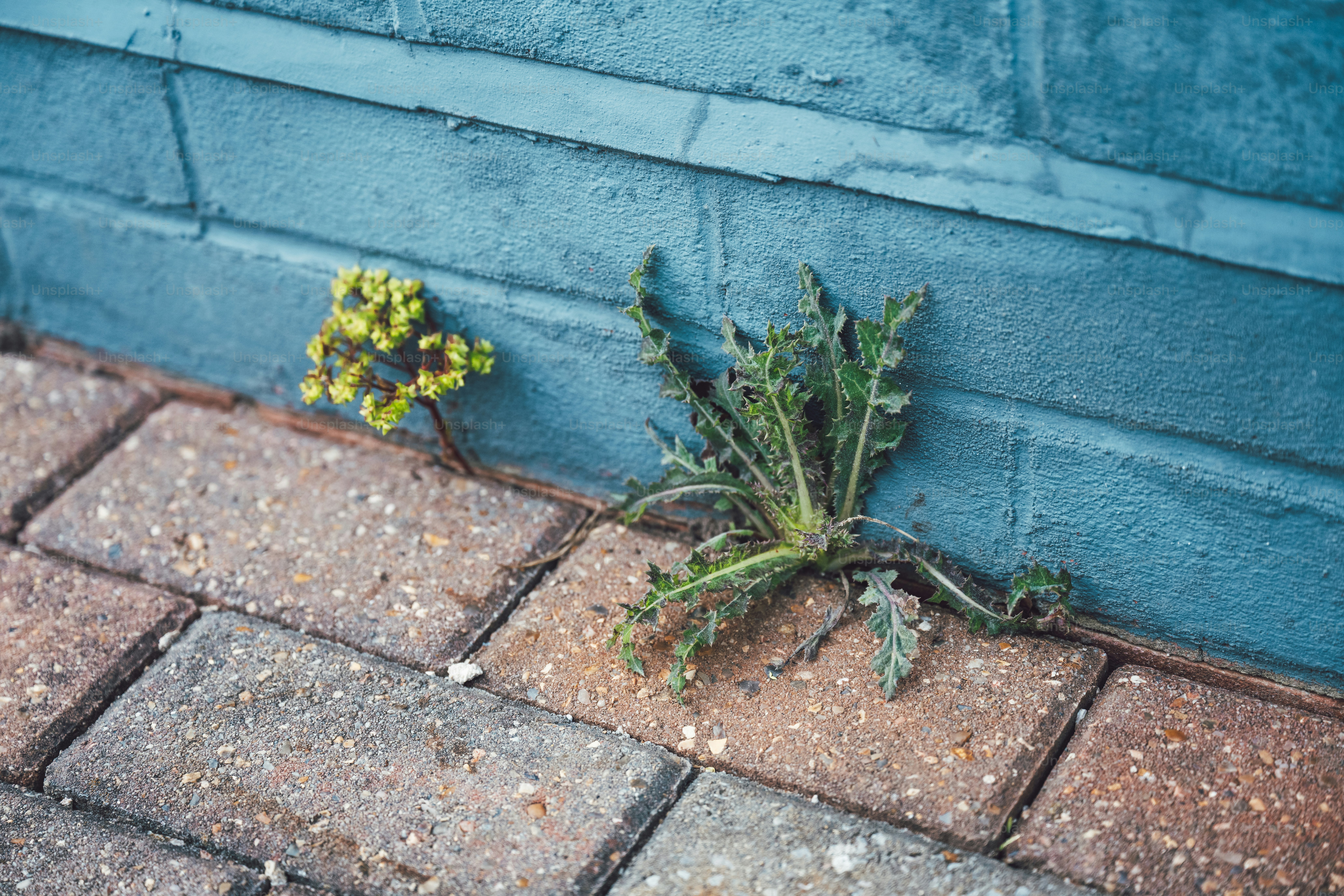 Des mauvaises herbes poussant entre des pavés de briques près d’un mur bleu.