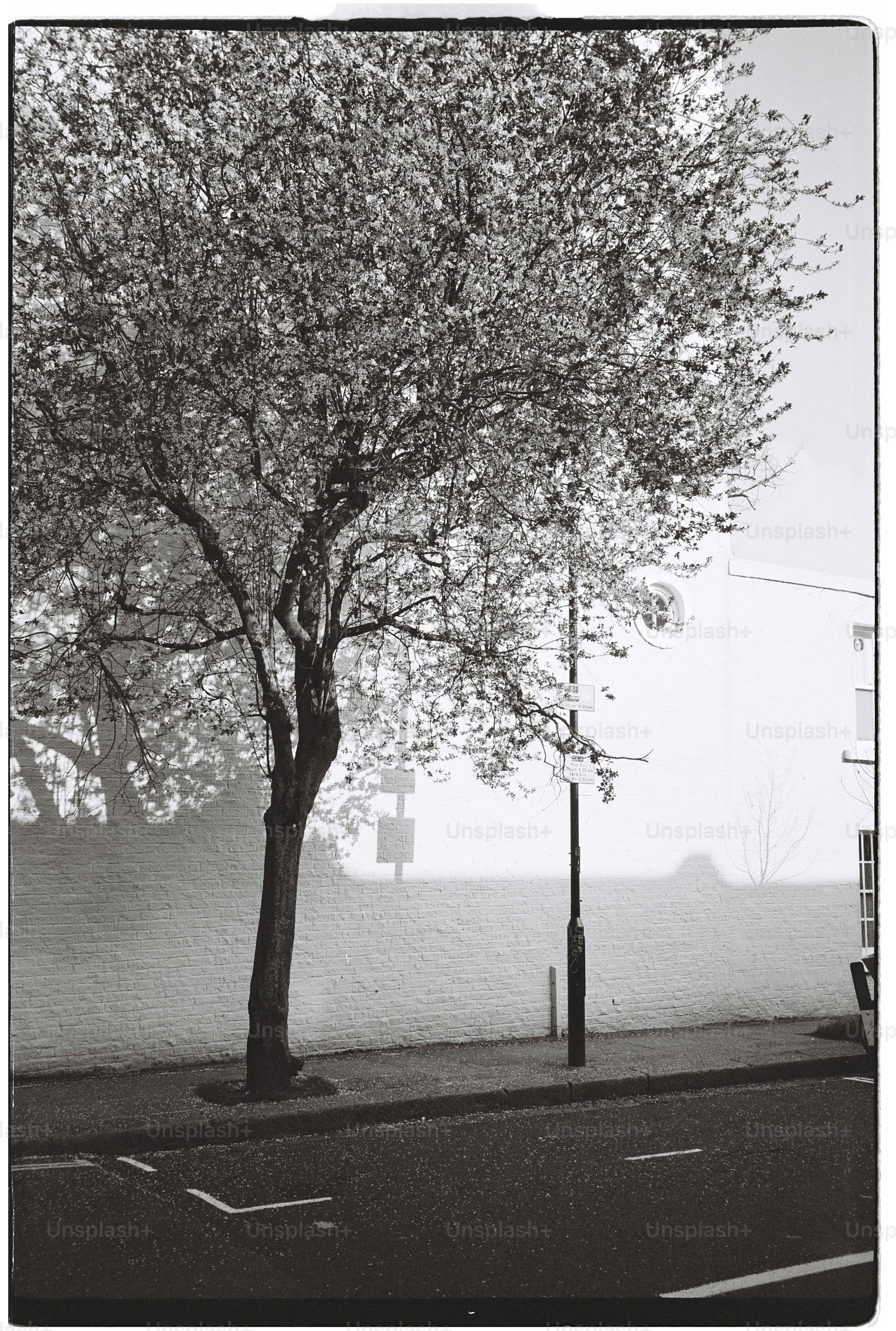Un solo árbol proyecta una sombra sobre una pared blanca.