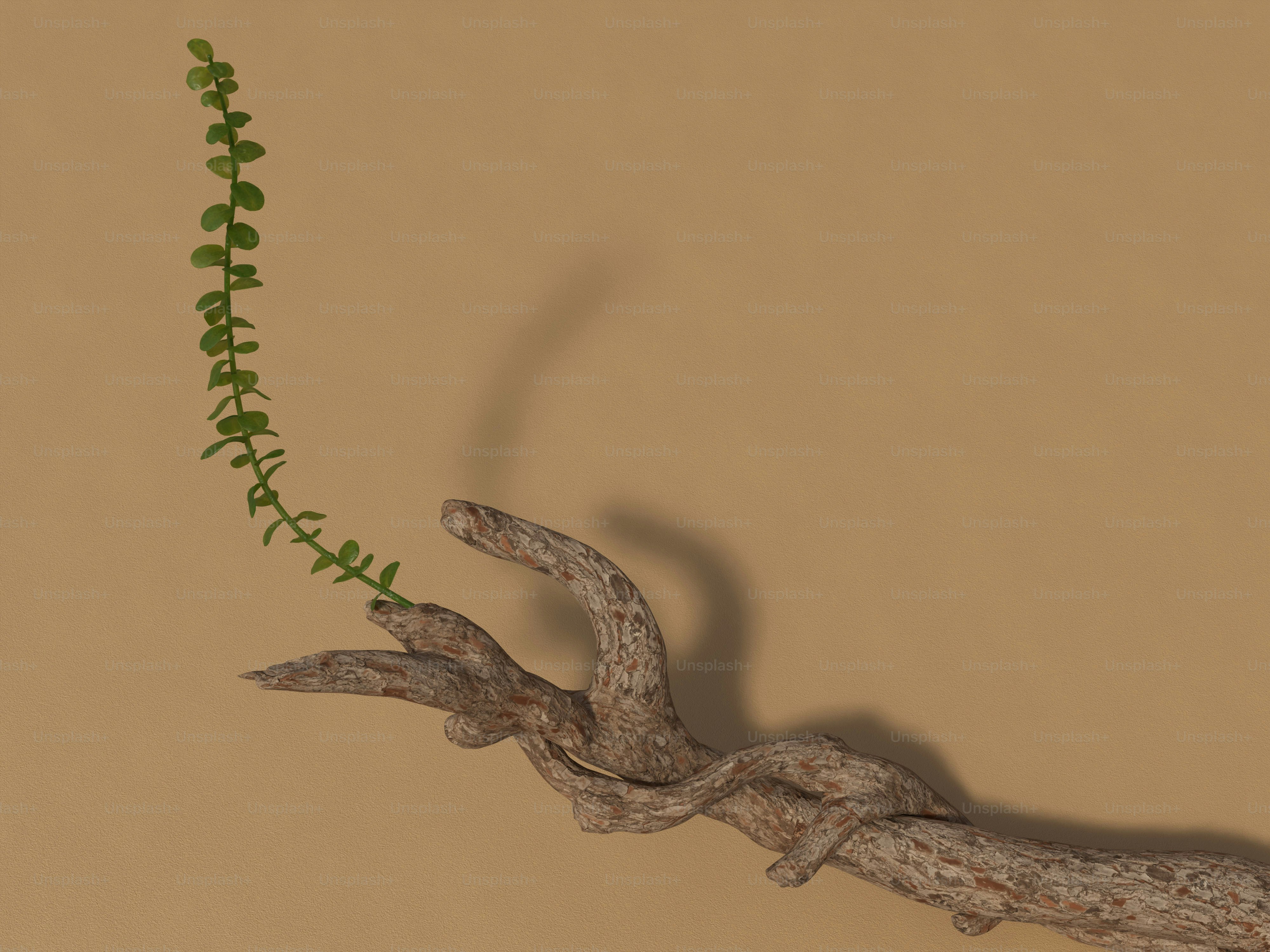 작은 초록 식물이 울퉁불퉁한 가지에서 자라고 있습니다.